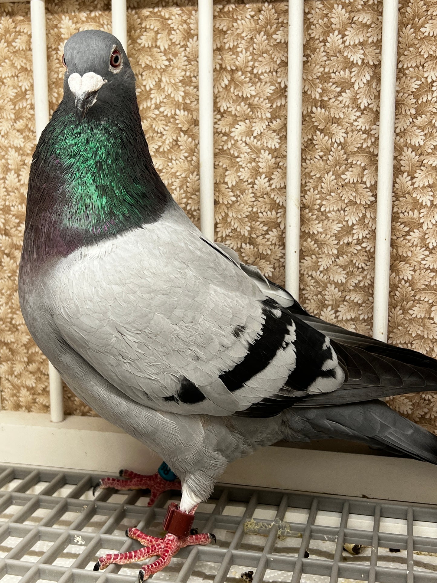 2025 Racing pigeon "RRL 398”