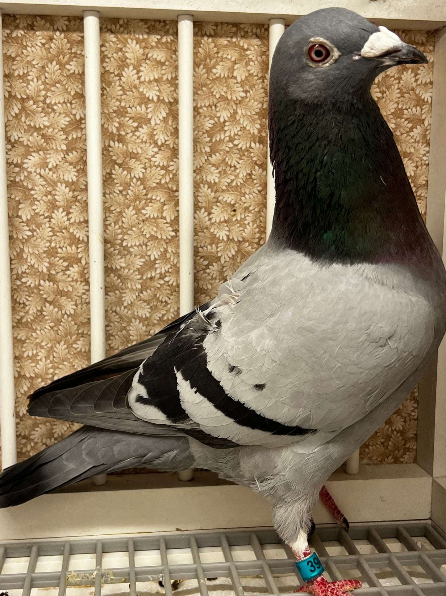 2025 Racing pigeon "RRL 398”