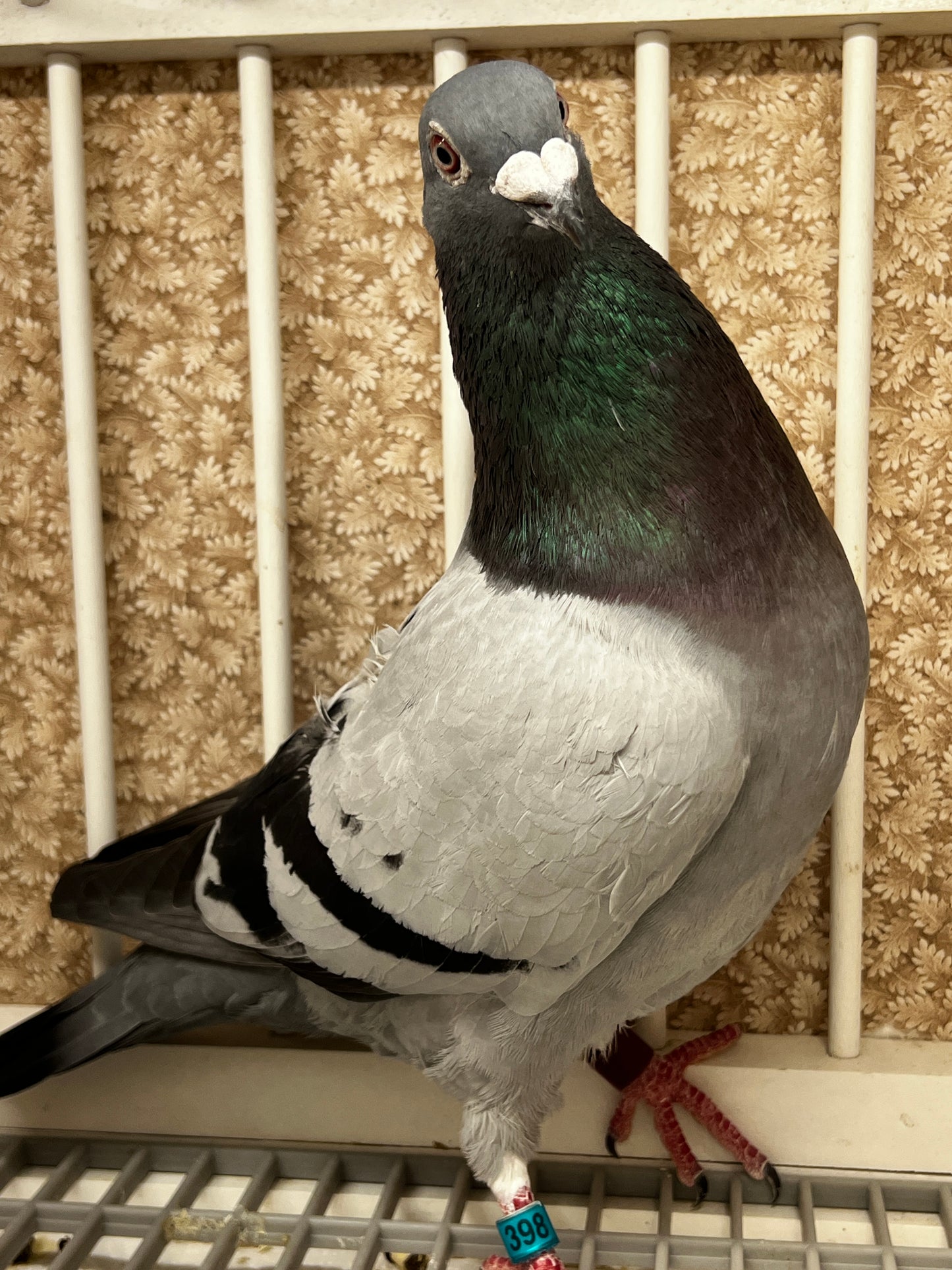 2025 Racing pigeon "RRL 398”