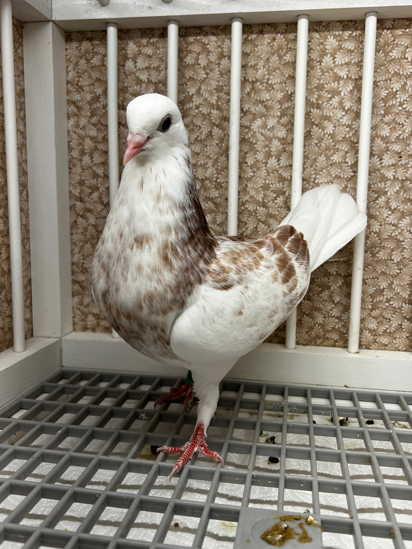 2026 Birmingham Roller Pigeon "8615”