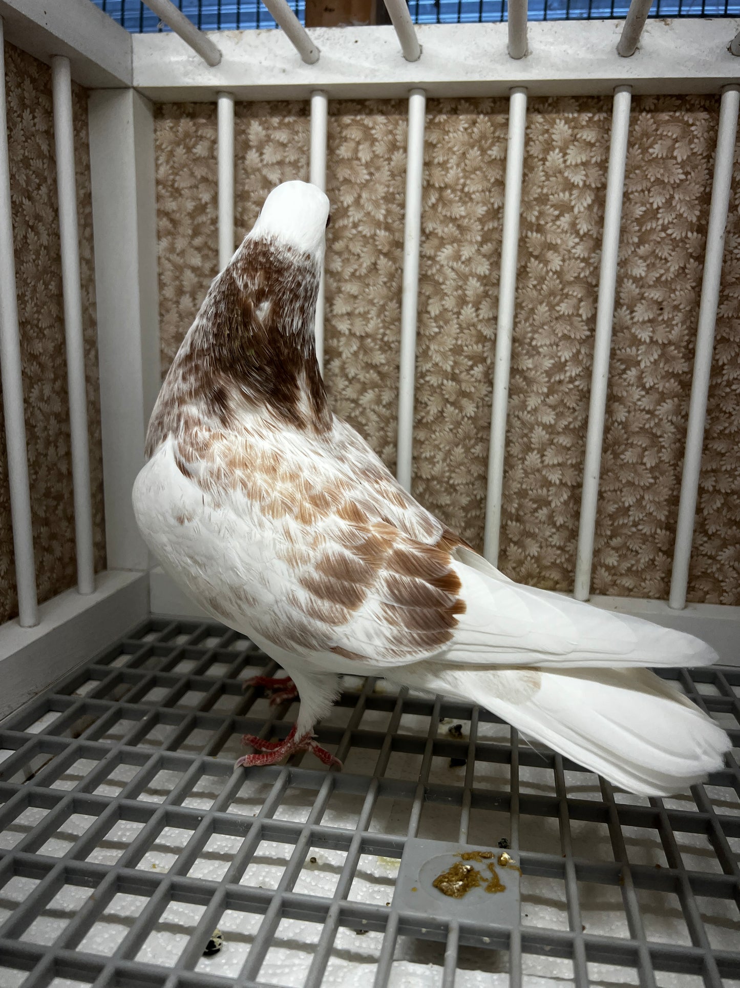 2026 Birmingham Roller Pigeon "8615”