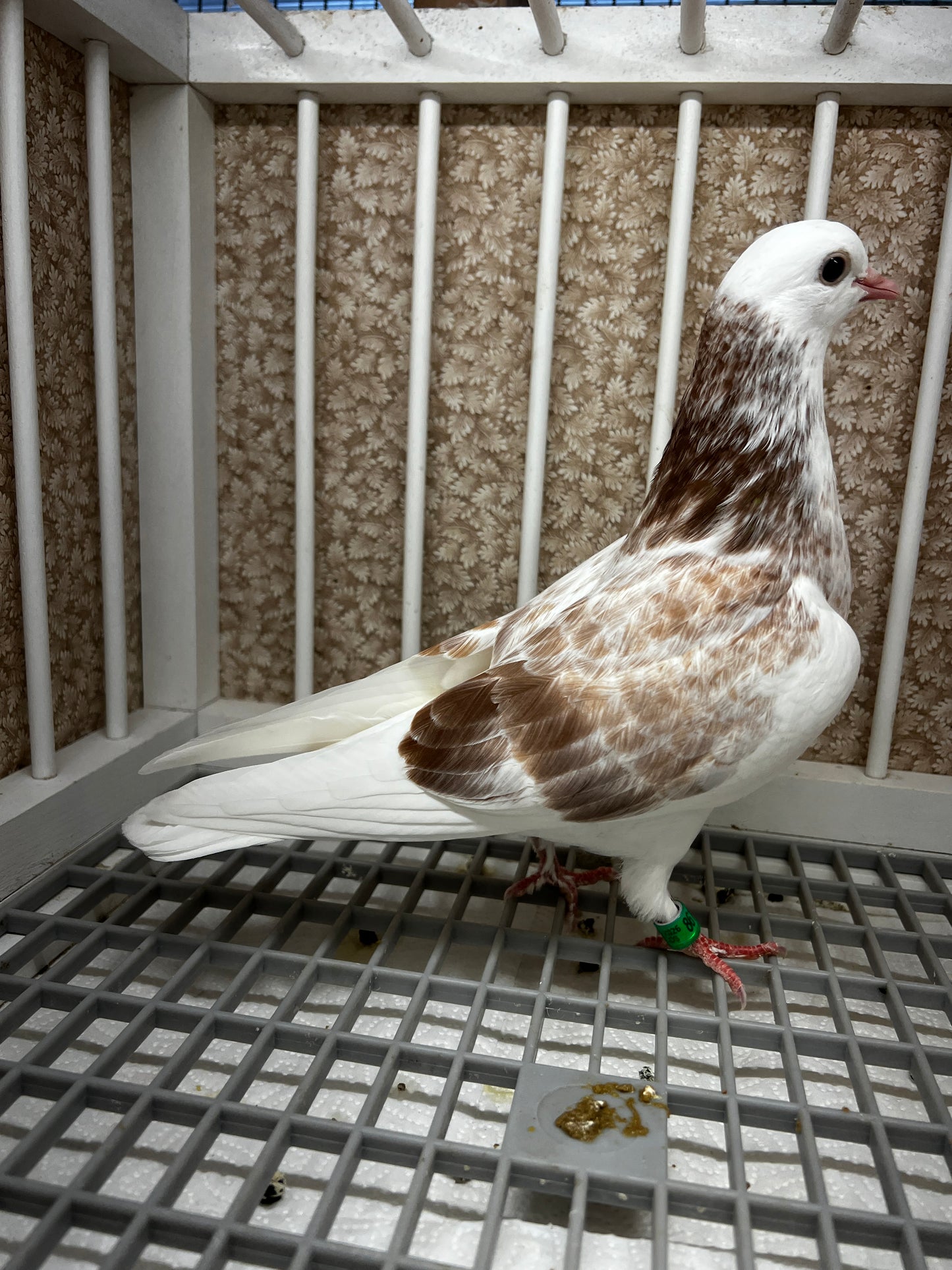 2026 Birmingham Roller Pigeon "8615”