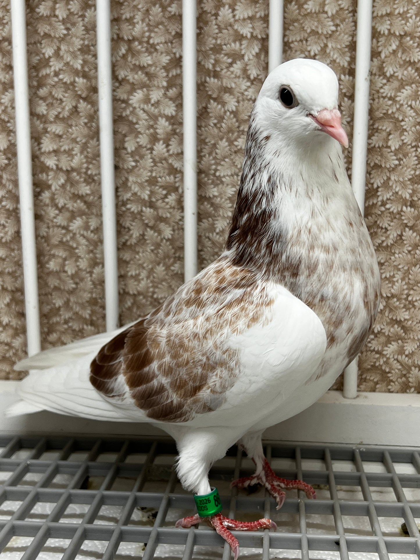 2026 Birmingham Roller Pigeon "8615”