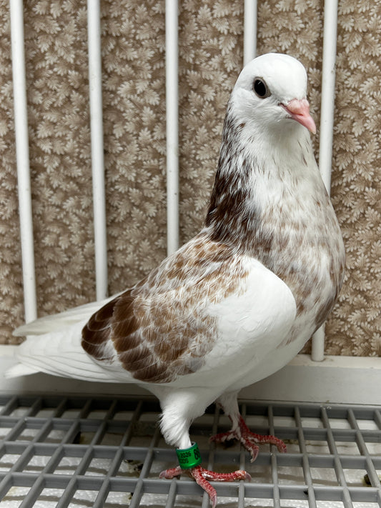 2026 Birmingham Roller Pigeon "8615”