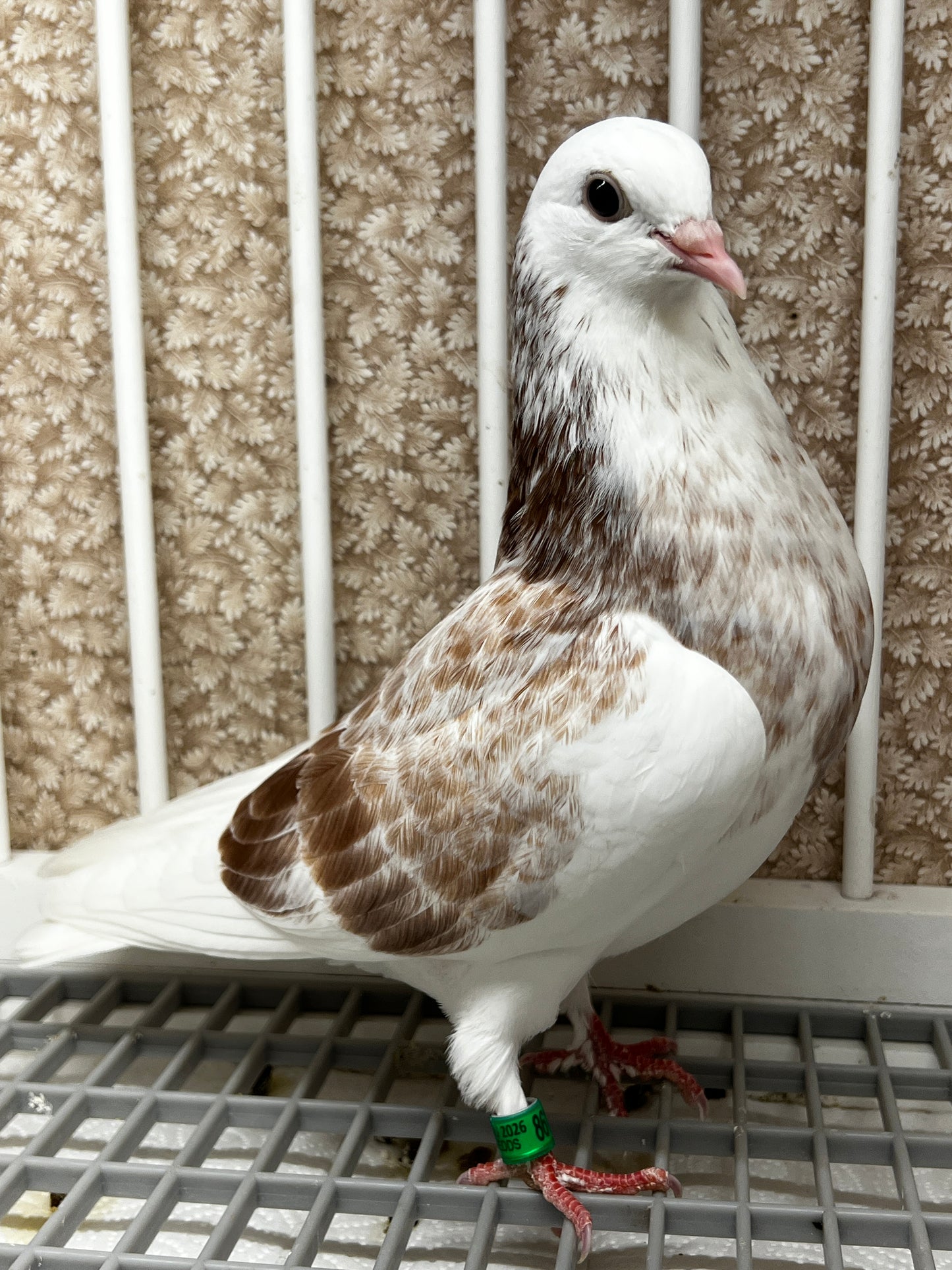 2026 Birmingham Roller Pigeon "8615”