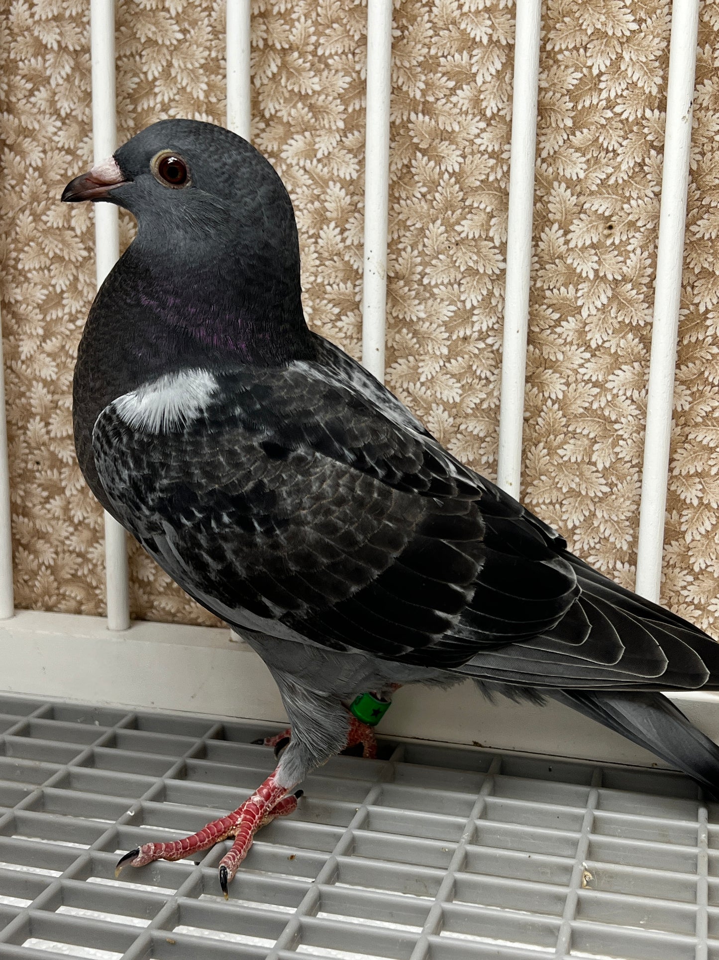 Racing Pigeon (8623)