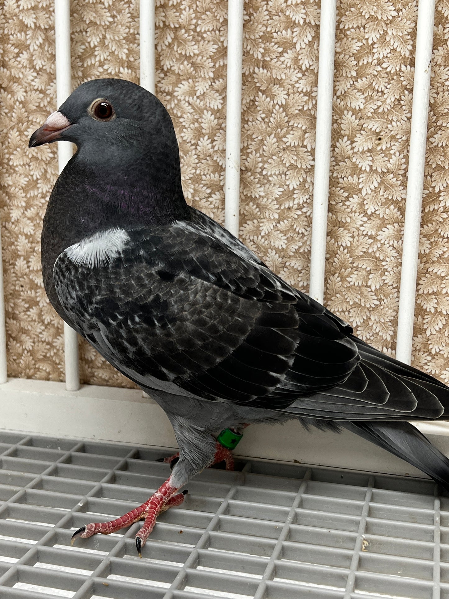 Racing Pigeon (8623)
