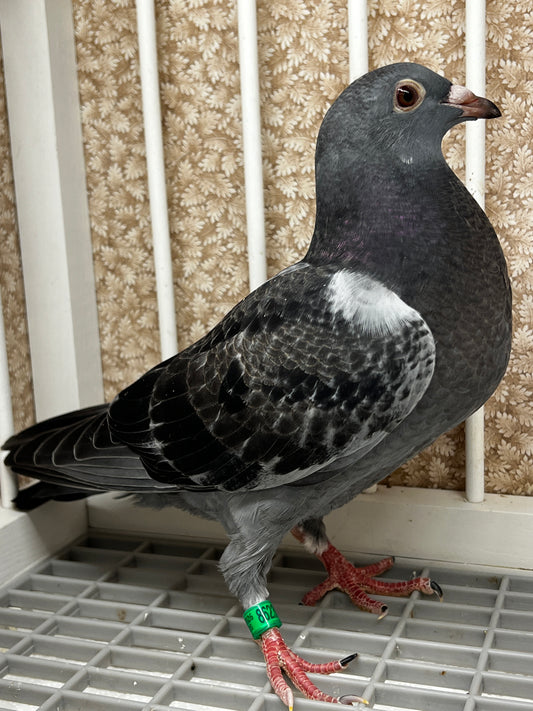 Racing Pigeon (8623)