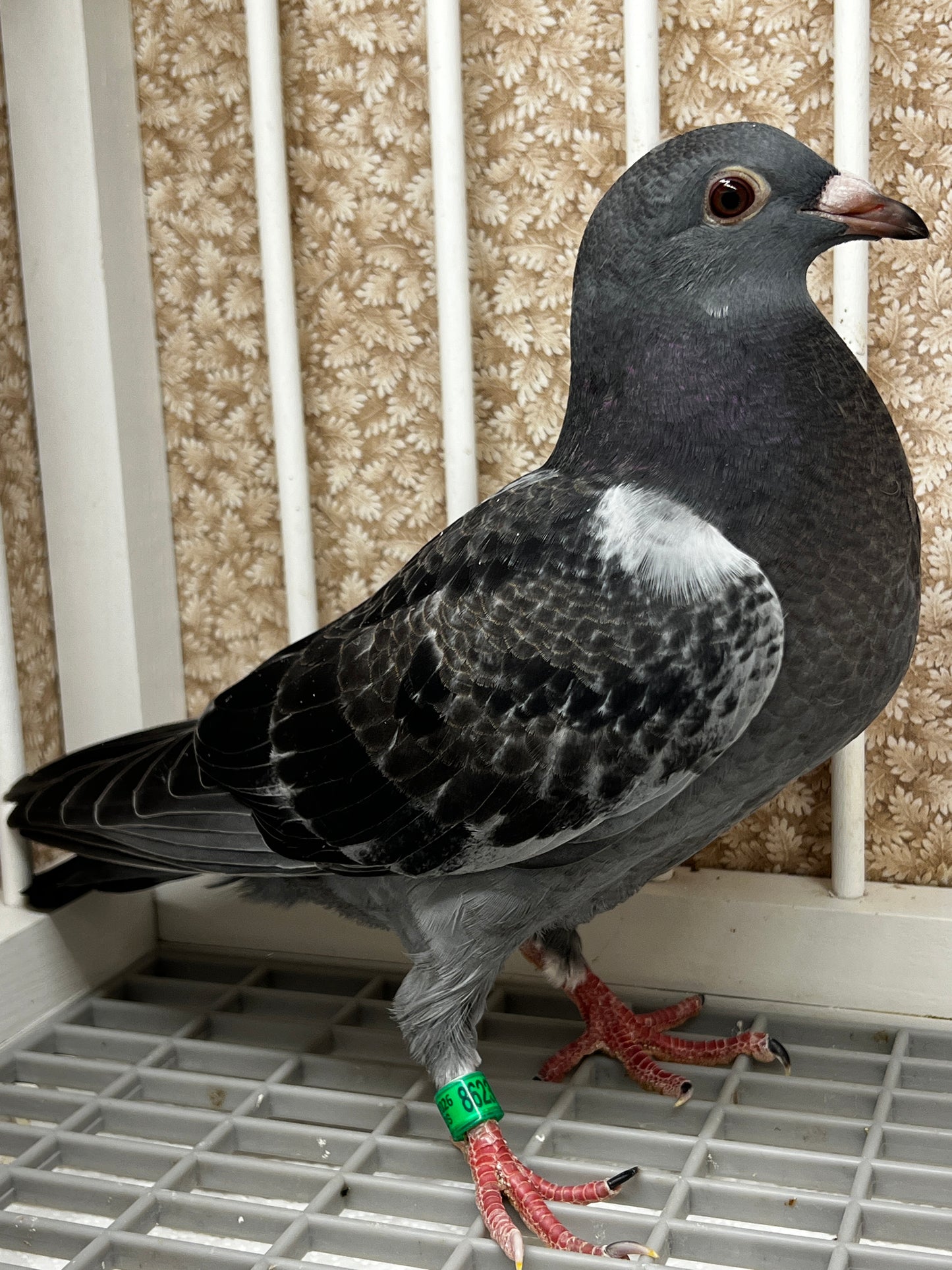 Racing Pigeon (8623)