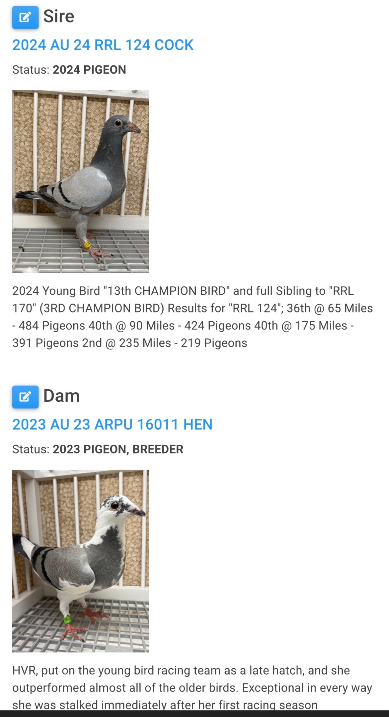 Racing Pigeon (8623)