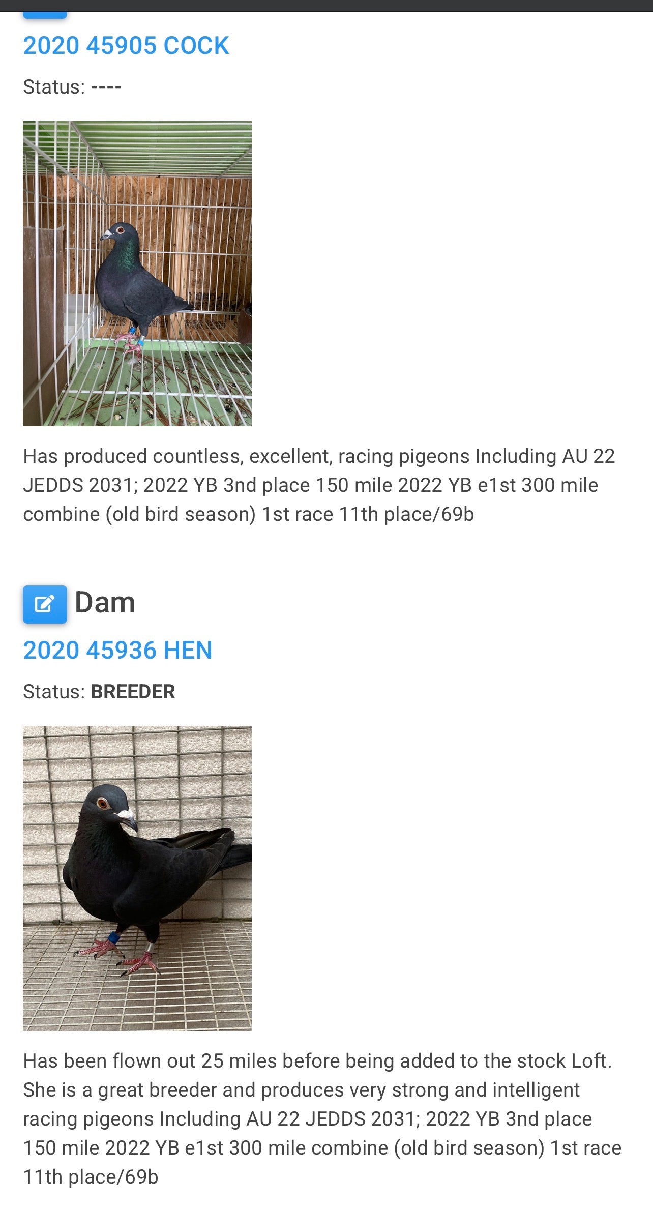 Black Eagle Pigeon "JEDDS 8628”