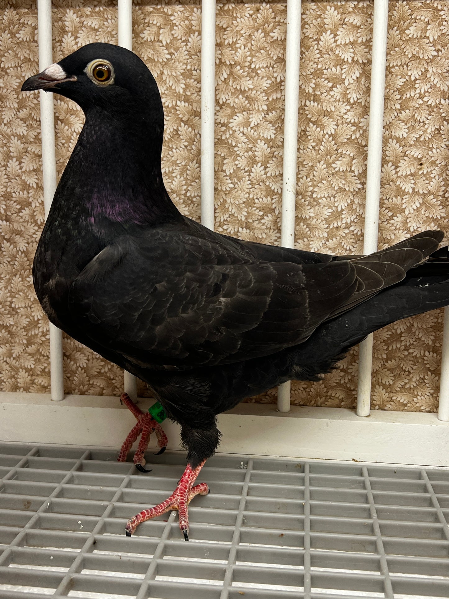 Black Eagle Pigeon "JEDDS 8628”