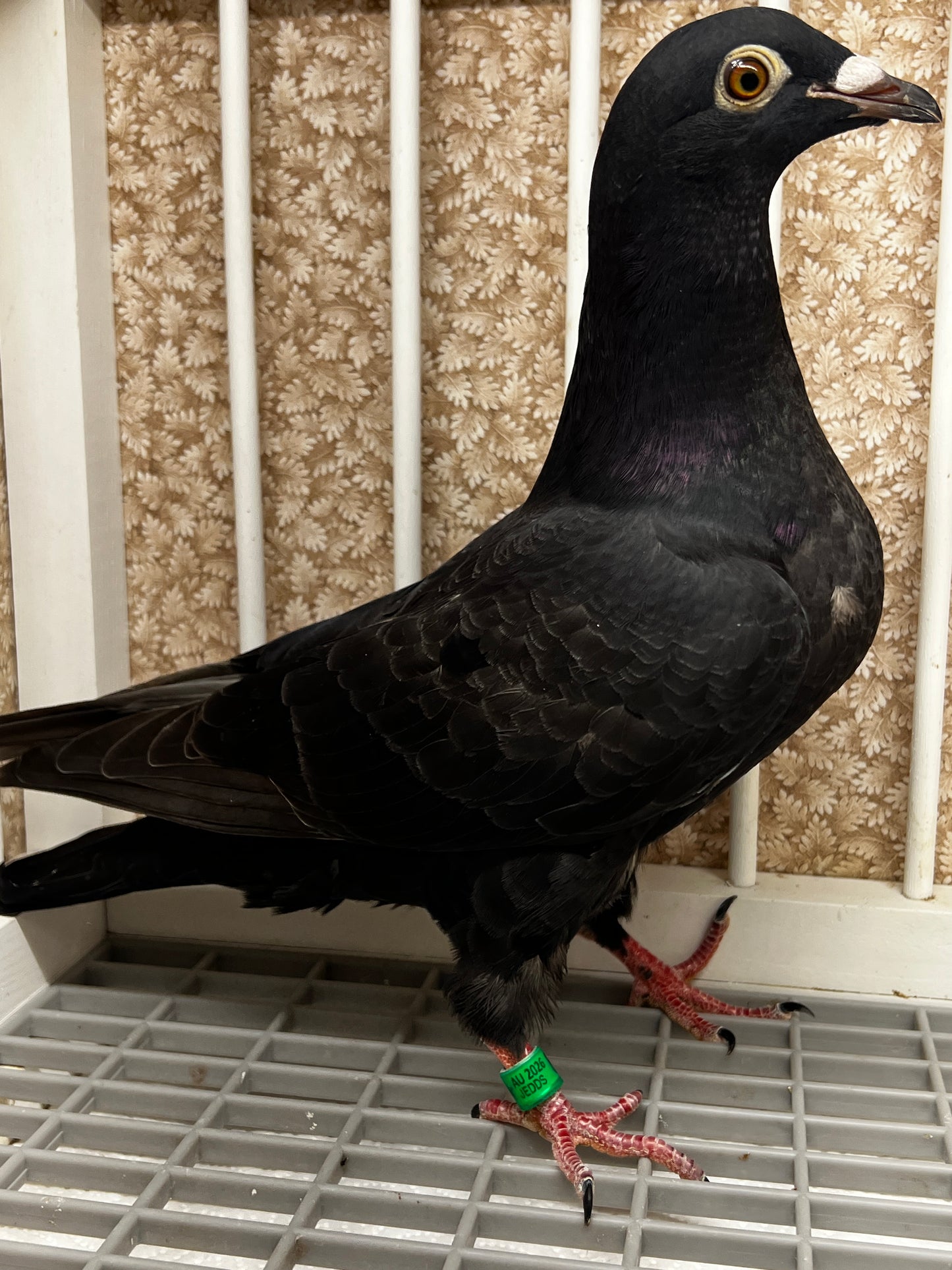 Black Eagle Pigeon "JEDDS 8628”