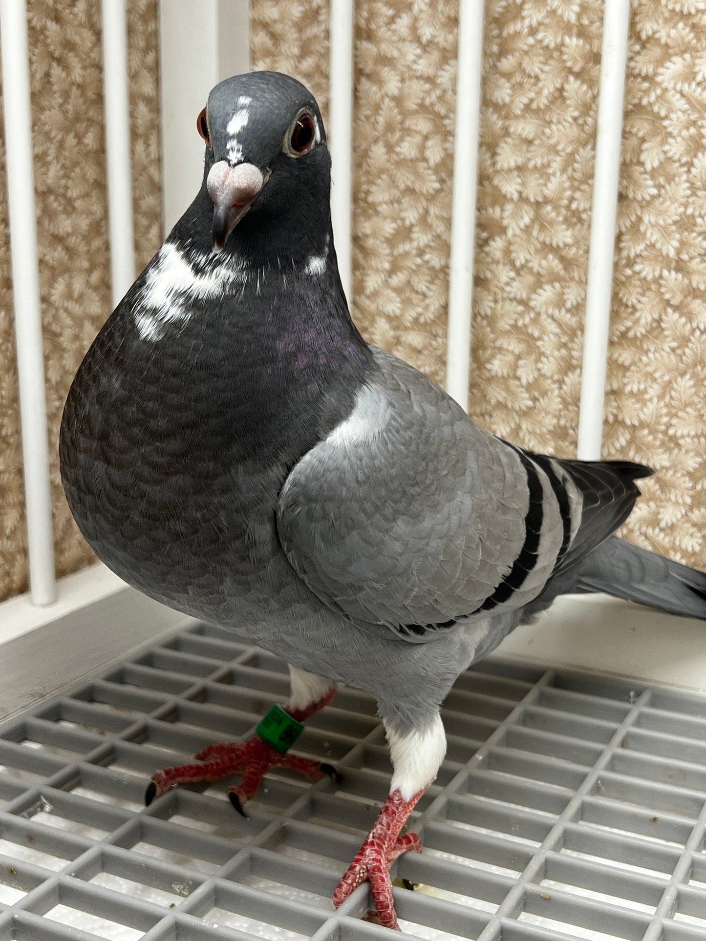 Kittel Racing Pigeon "8645”