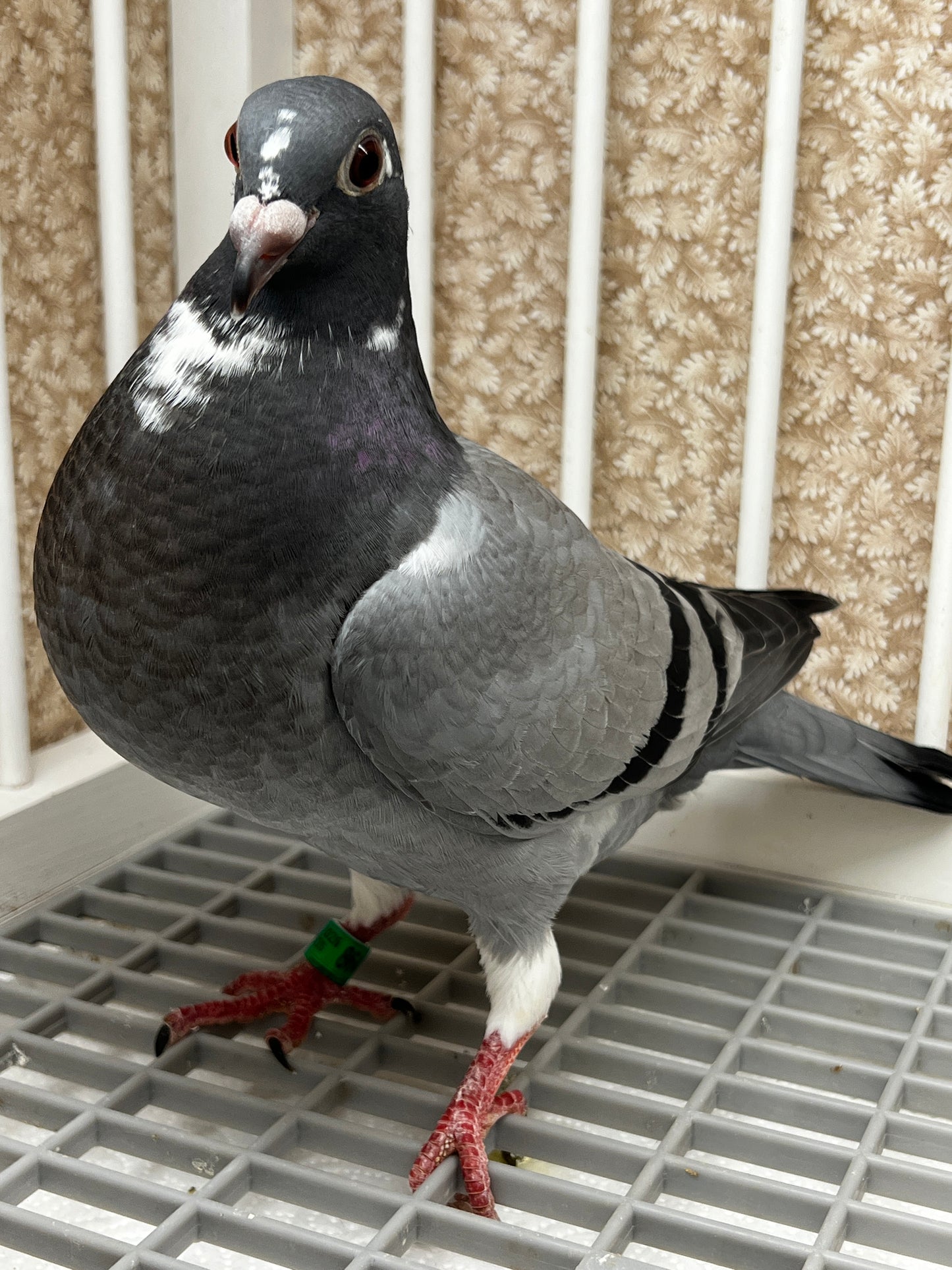 Kittel Racing Pigeon "8645”