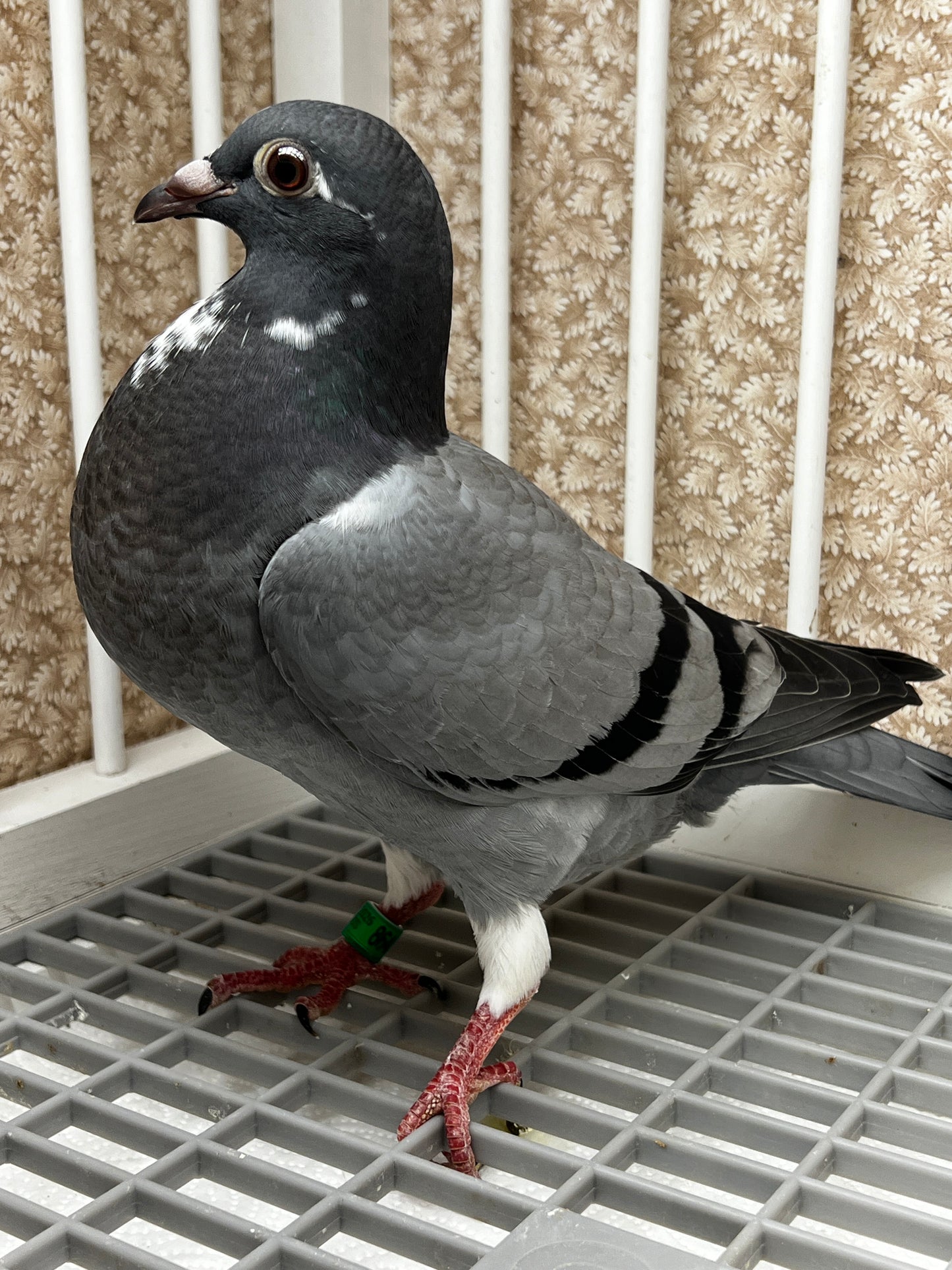 Kittel Racing Pigeon "8645”