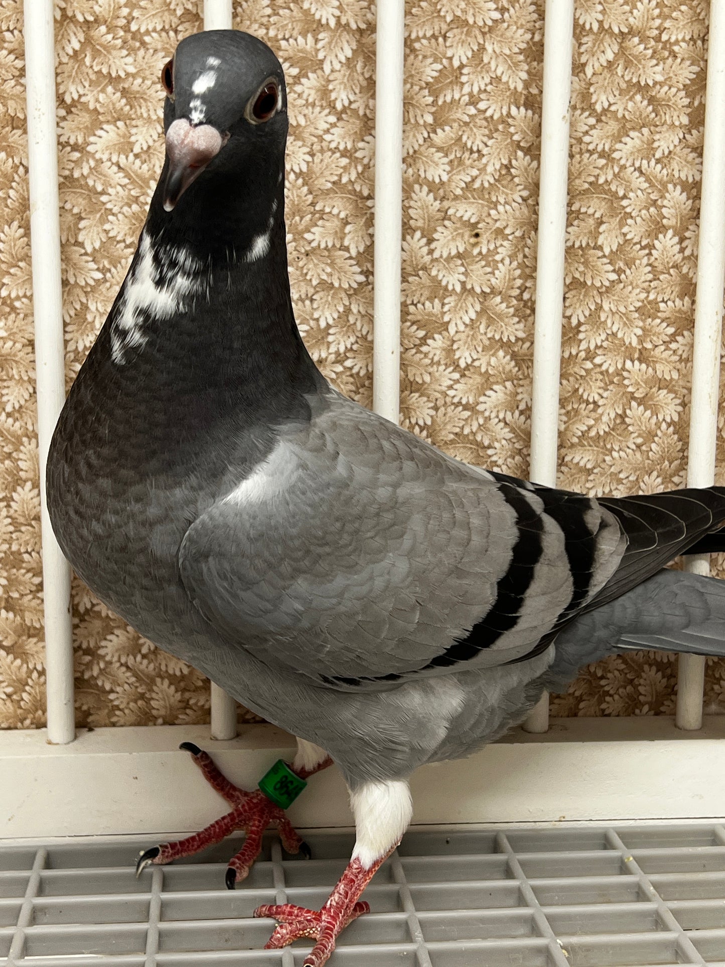 Kittel Racing Pigeon "8645”