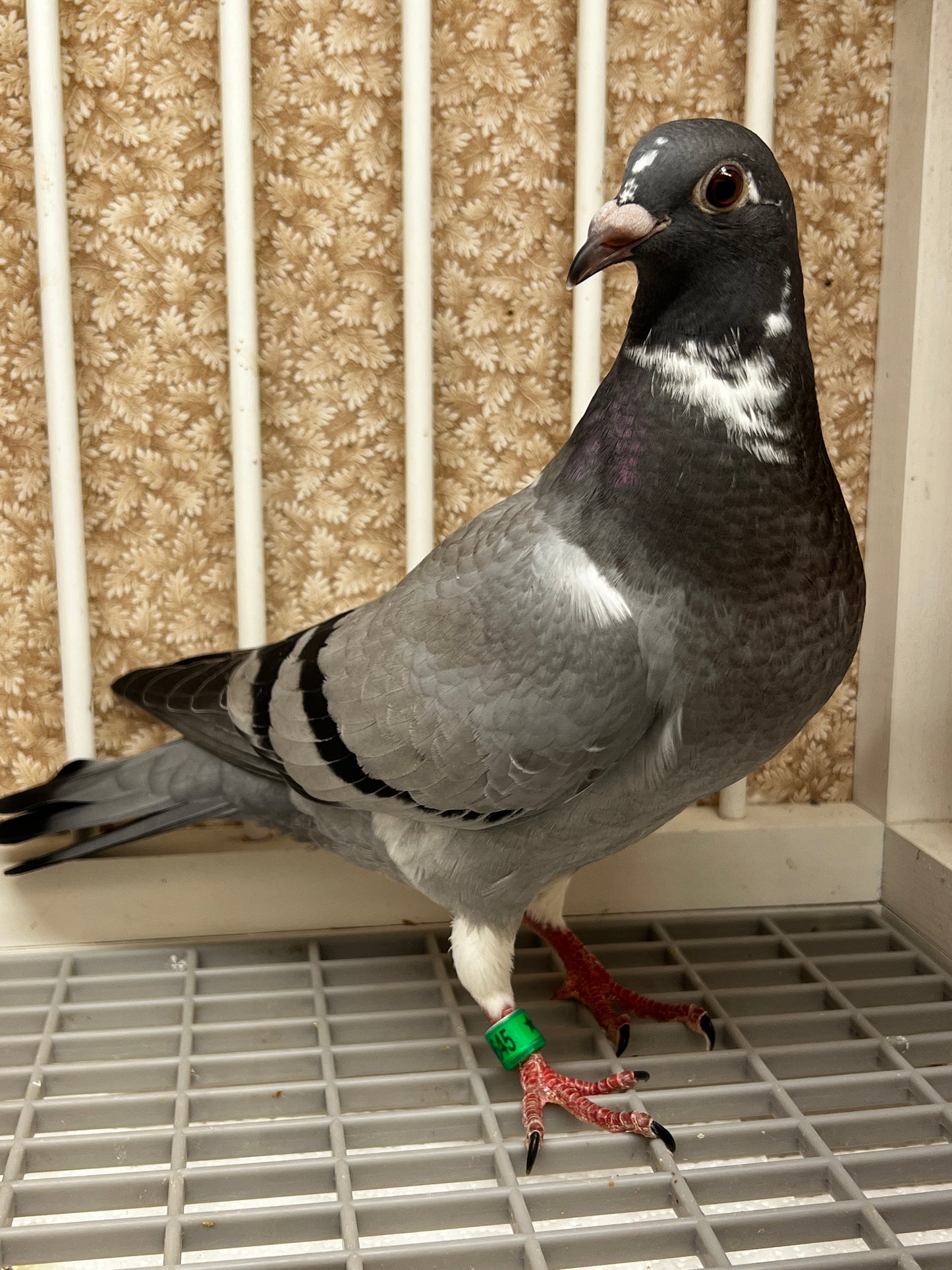 Kittel Racing Pigeon "8645”