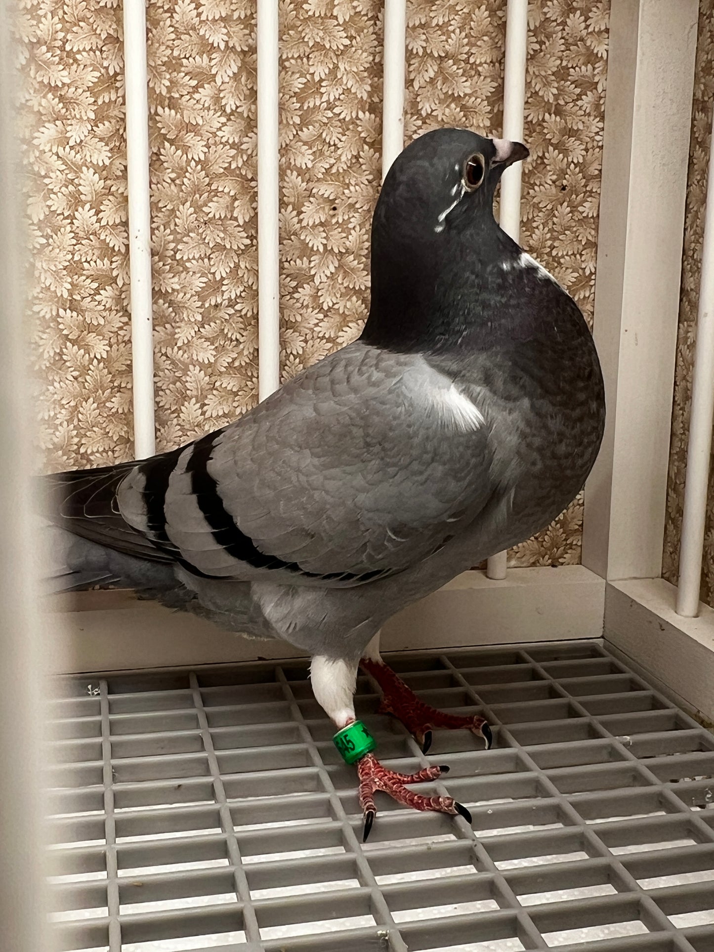Kittel Racing Pigeon "8645”