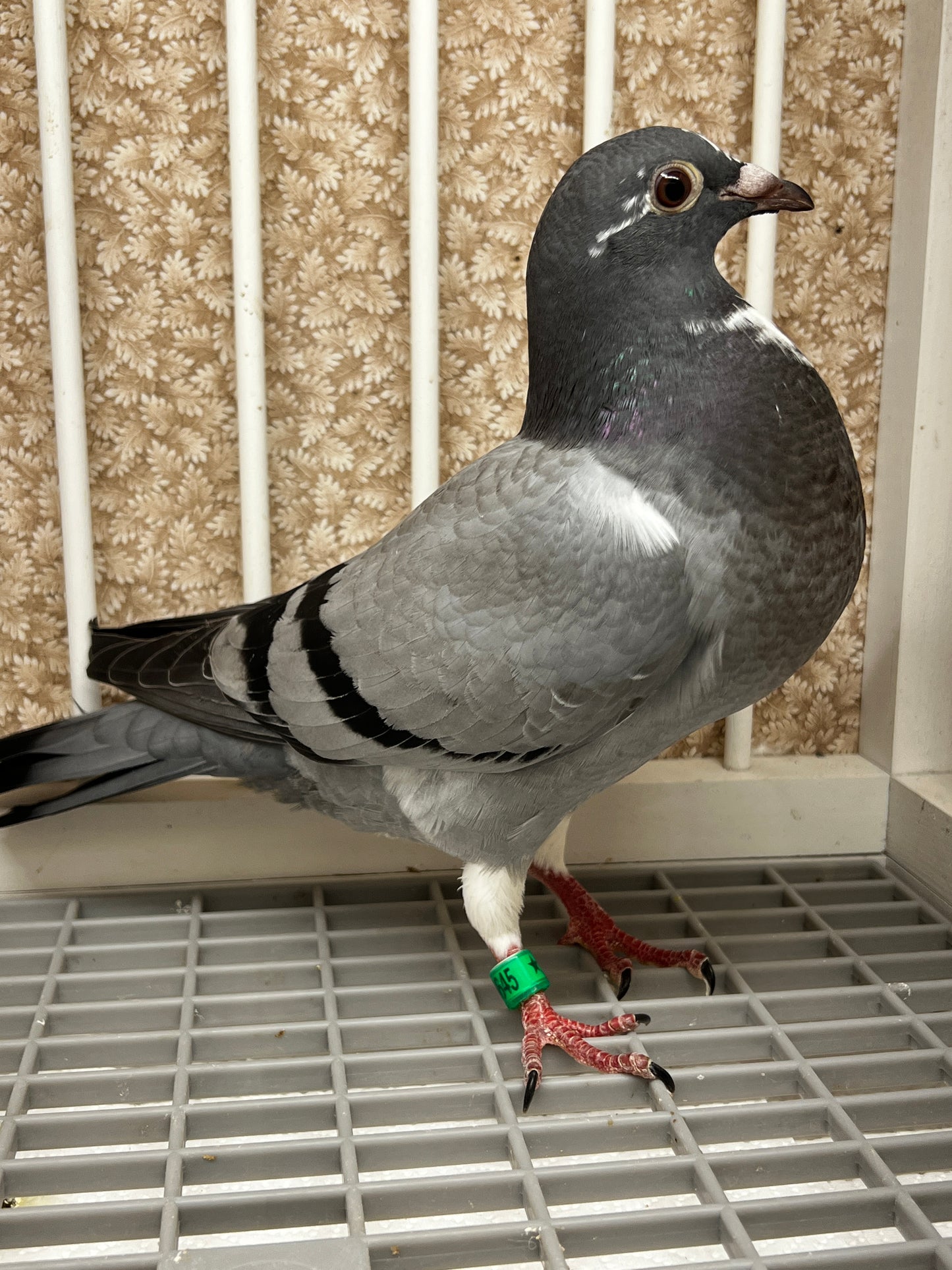 Kittel Racing Pigeon "8645”