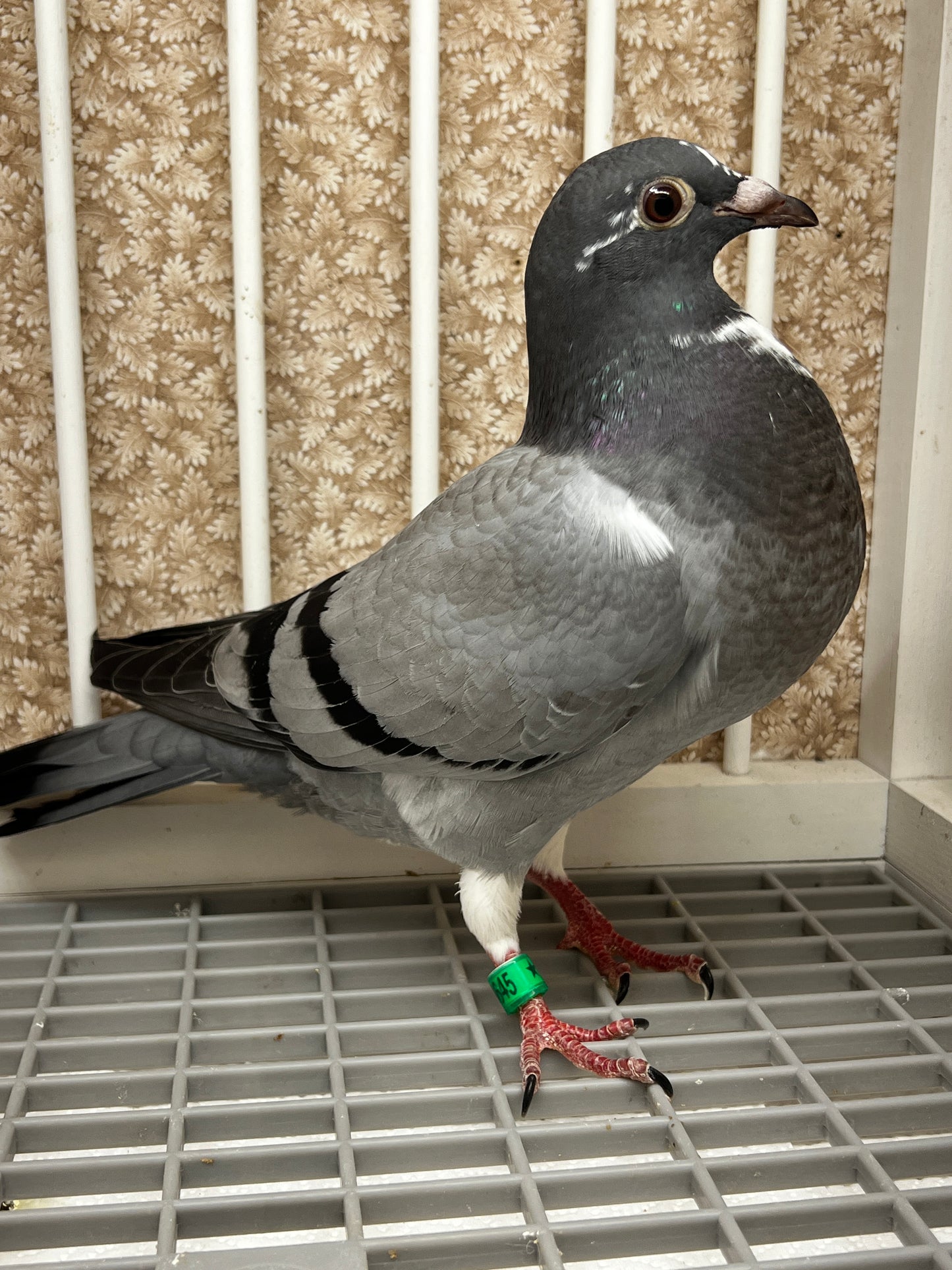 Kittel Racing Pigeon "8645”