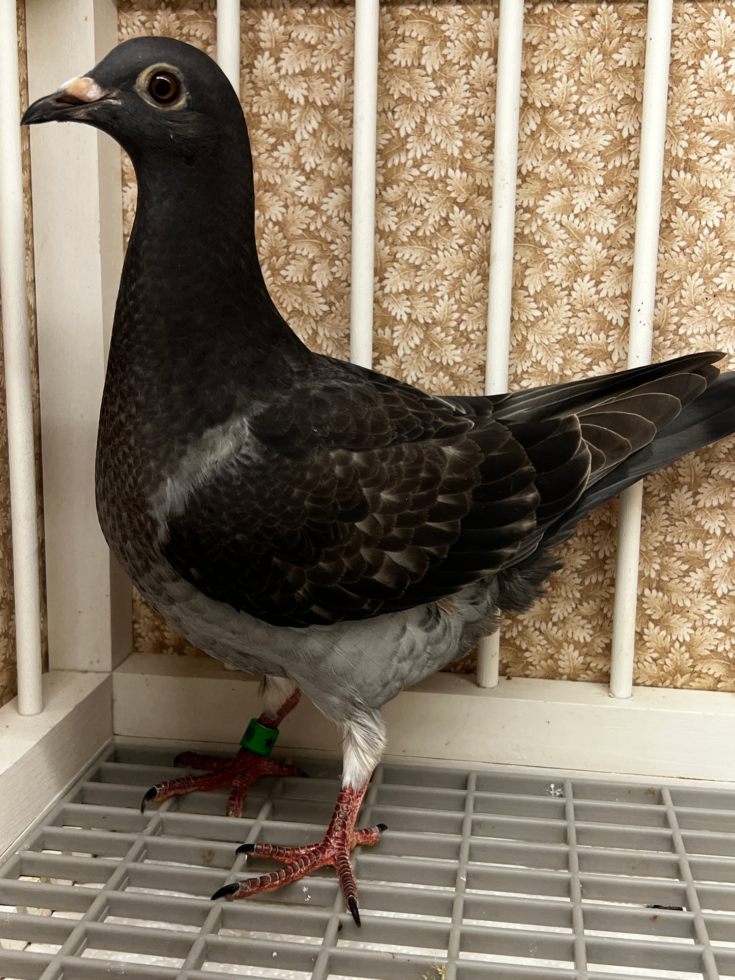 Racing Pigeon (8649)