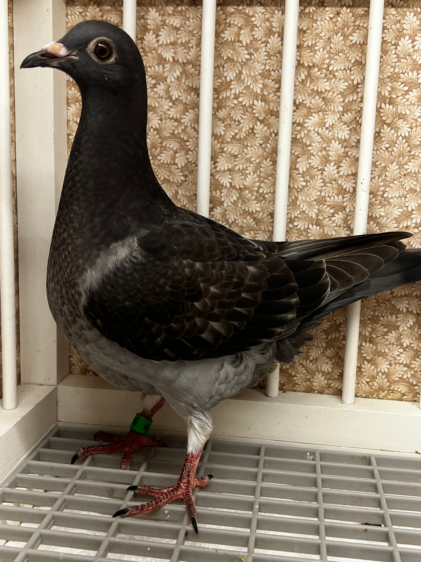 Racing Pigeon (8649)