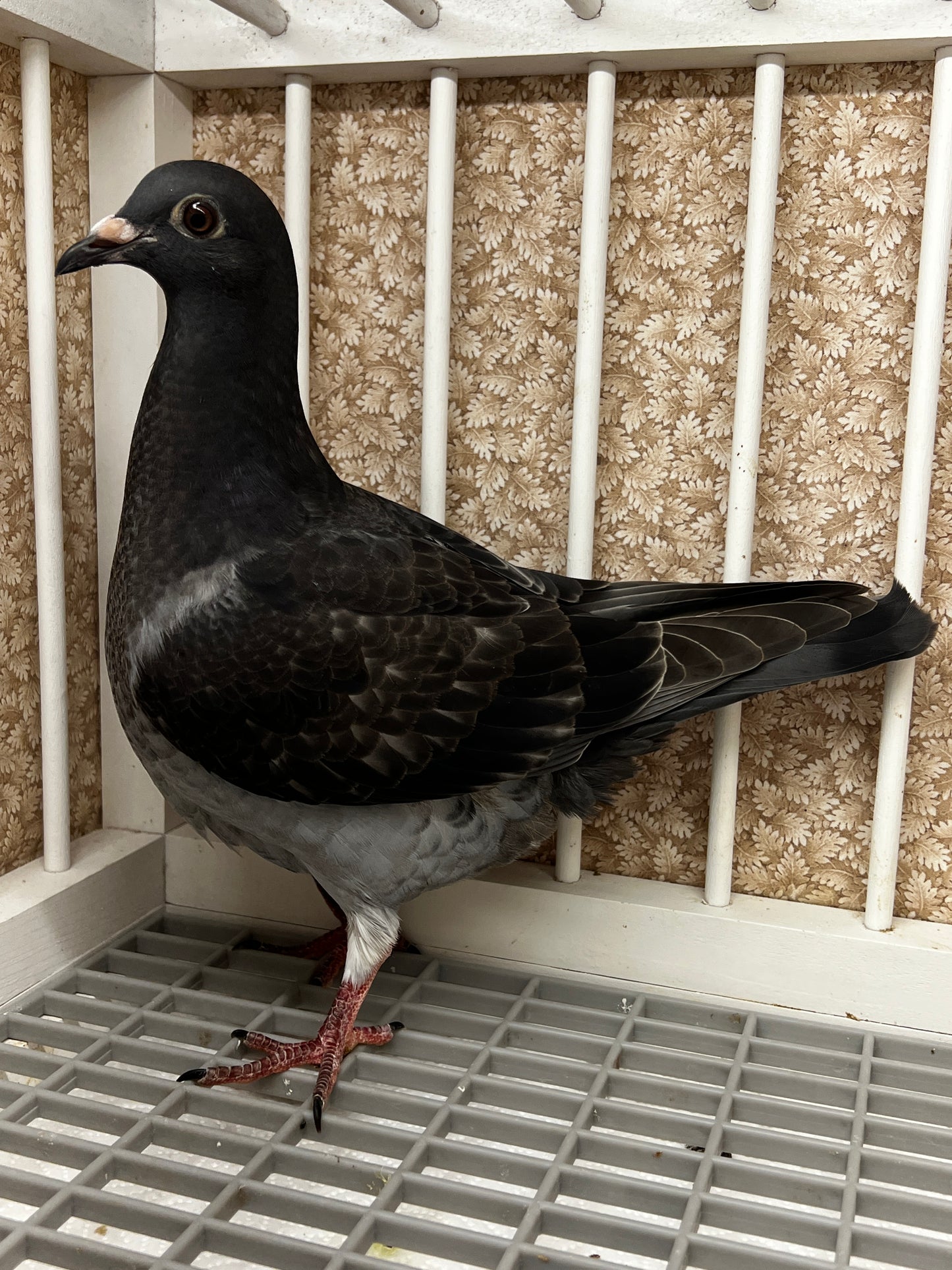 Racing Pigeon (8649)