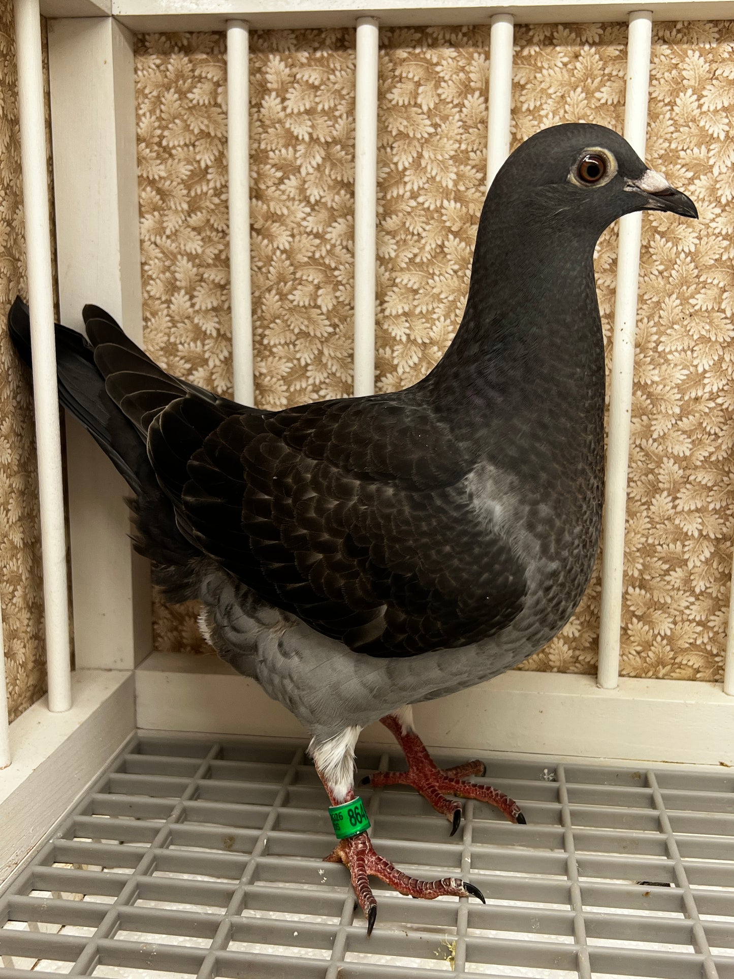 Racing Pigeon (8649)
