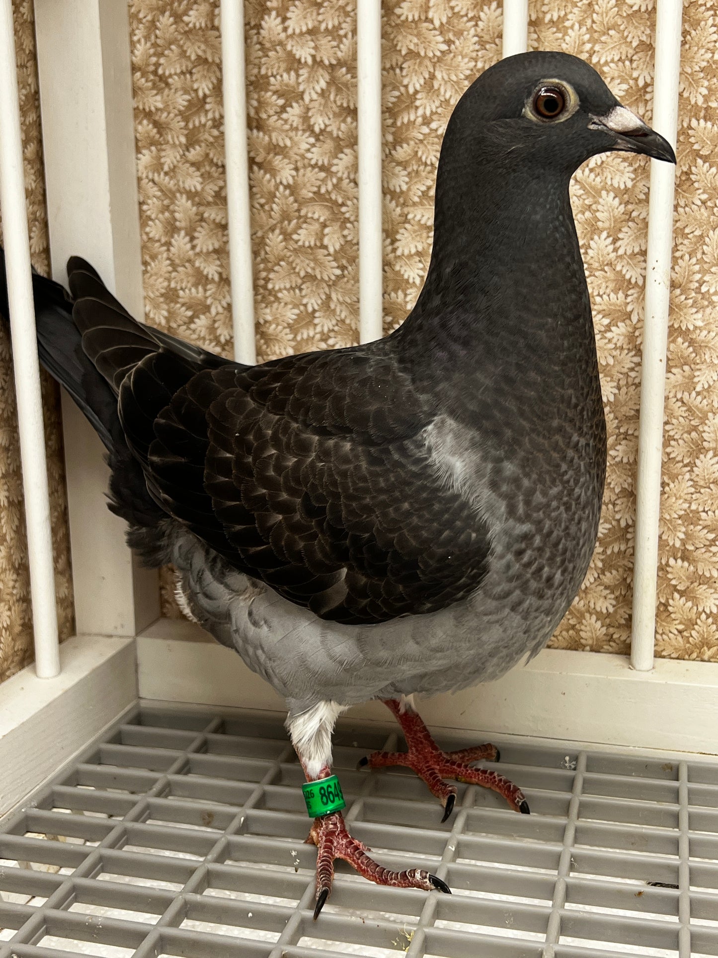 Racing Pigeon (8649)
