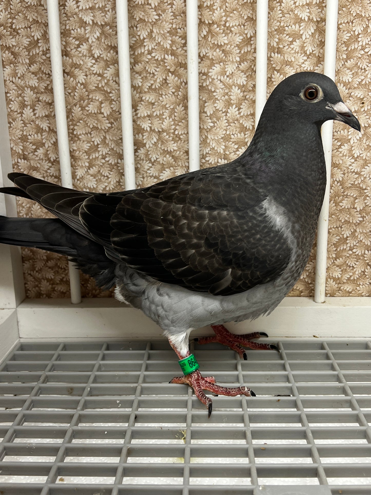 Racing Pigeon (8649)