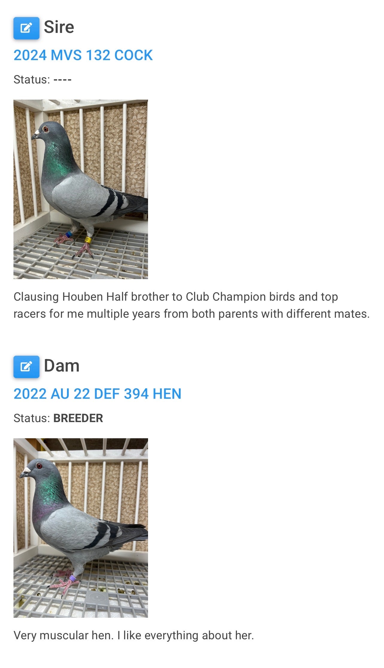 Houben Racing Pigeon (8626)
