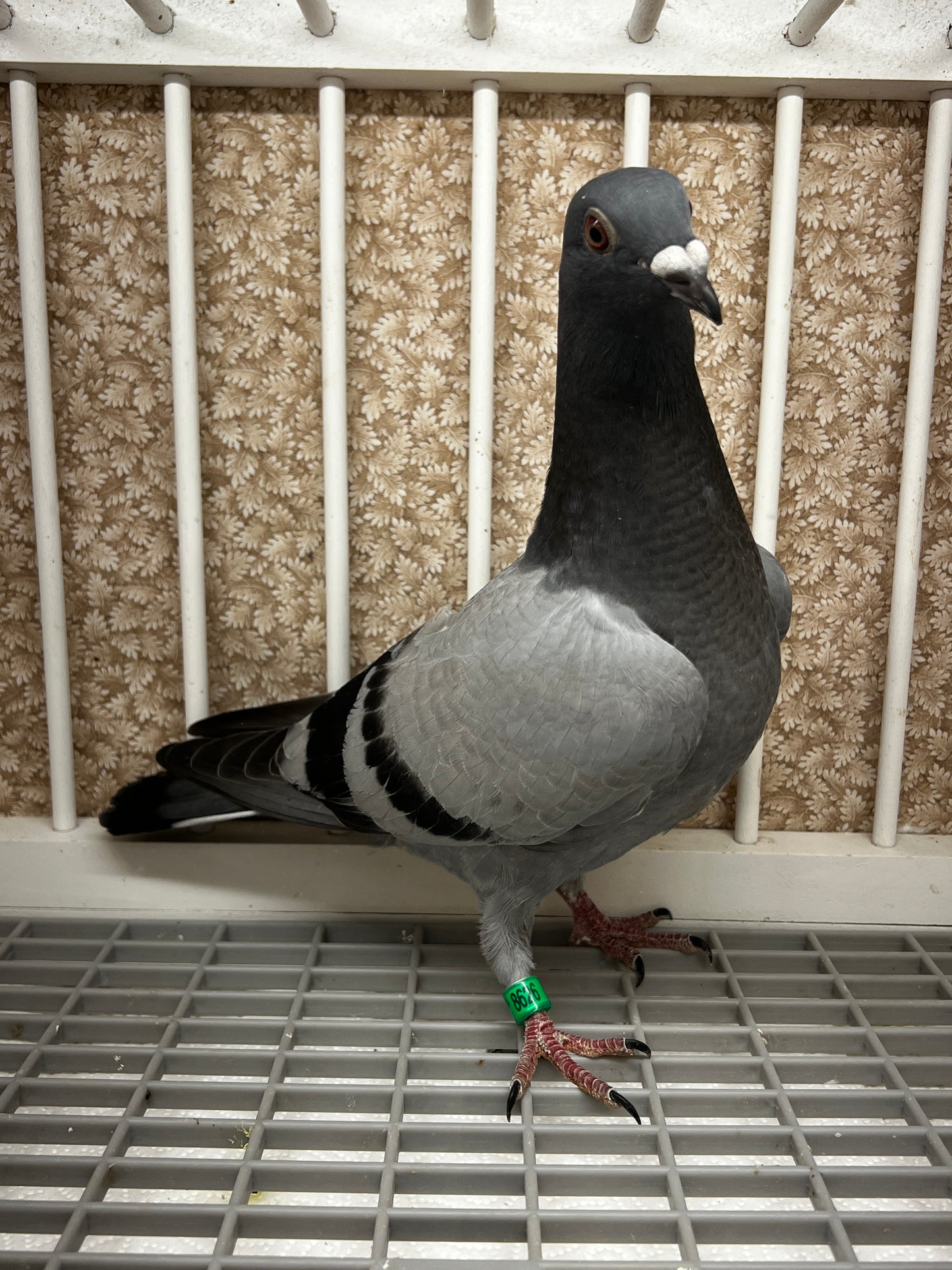 Houben Racing Pigeon (8626)