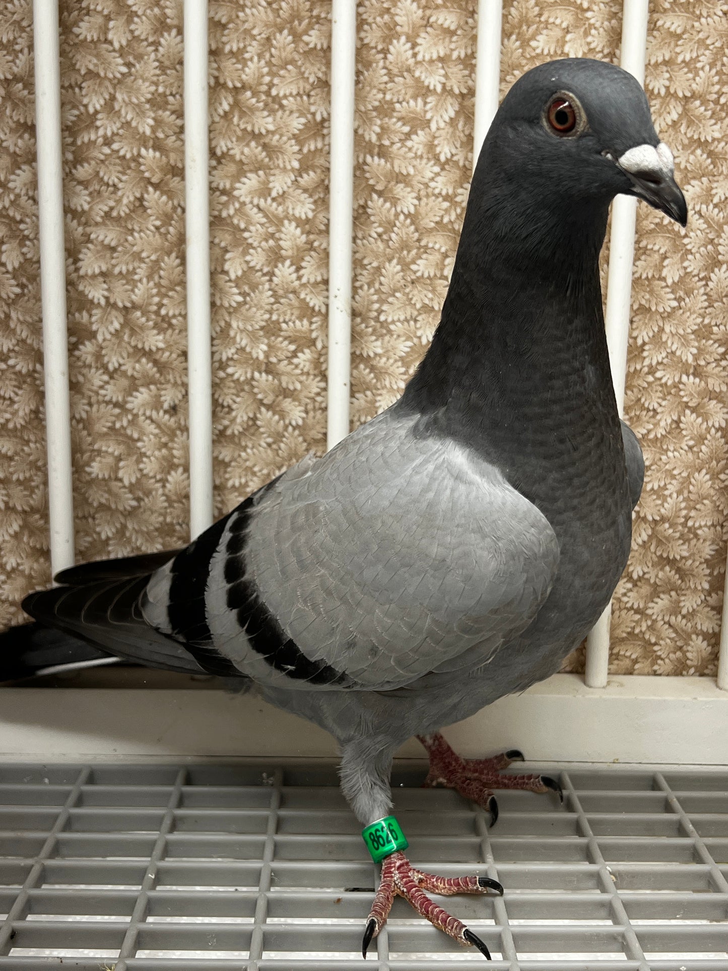Houben Racing Pigeon (8626)