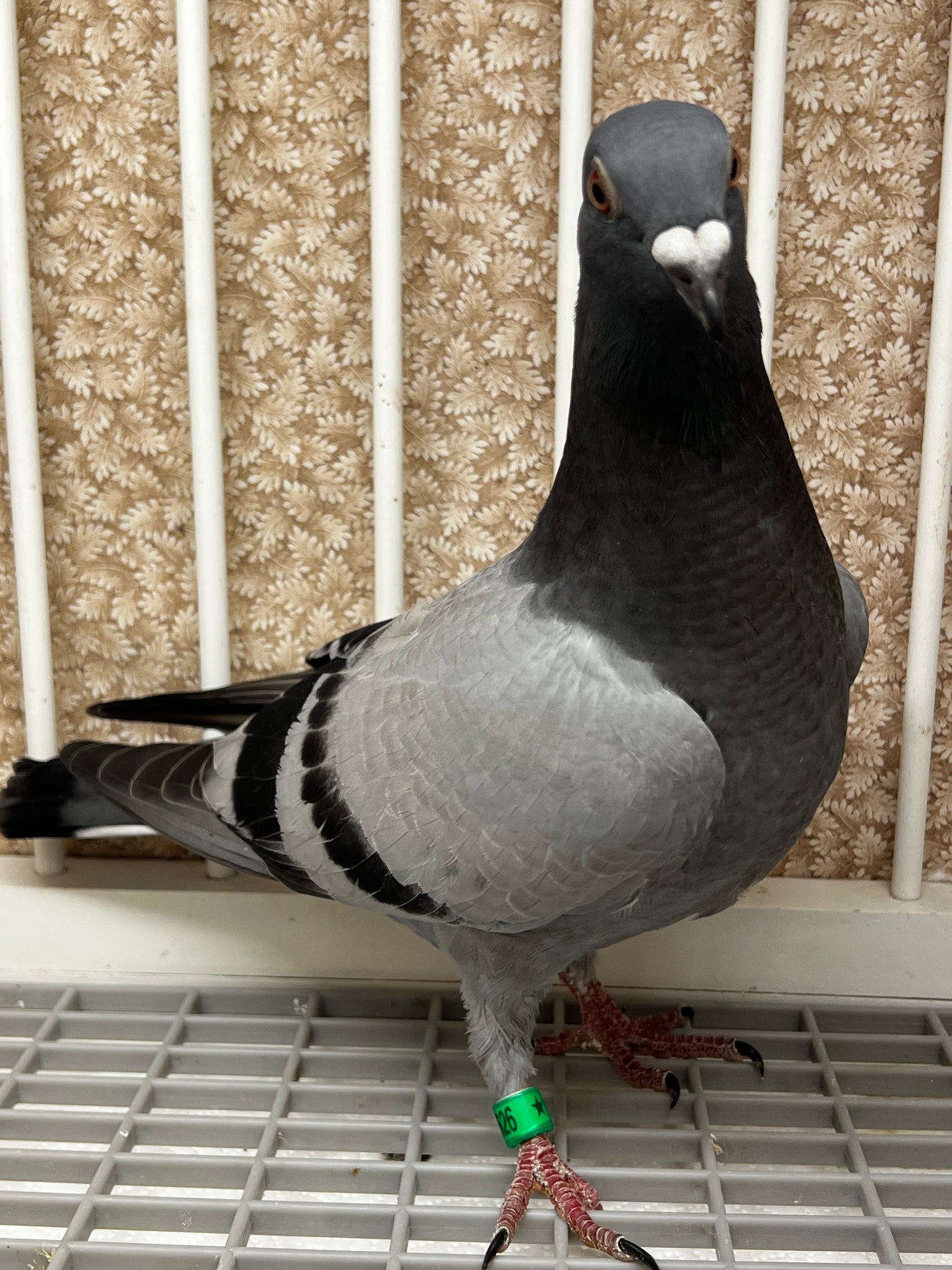 Houben Racing Pigeon (8626)