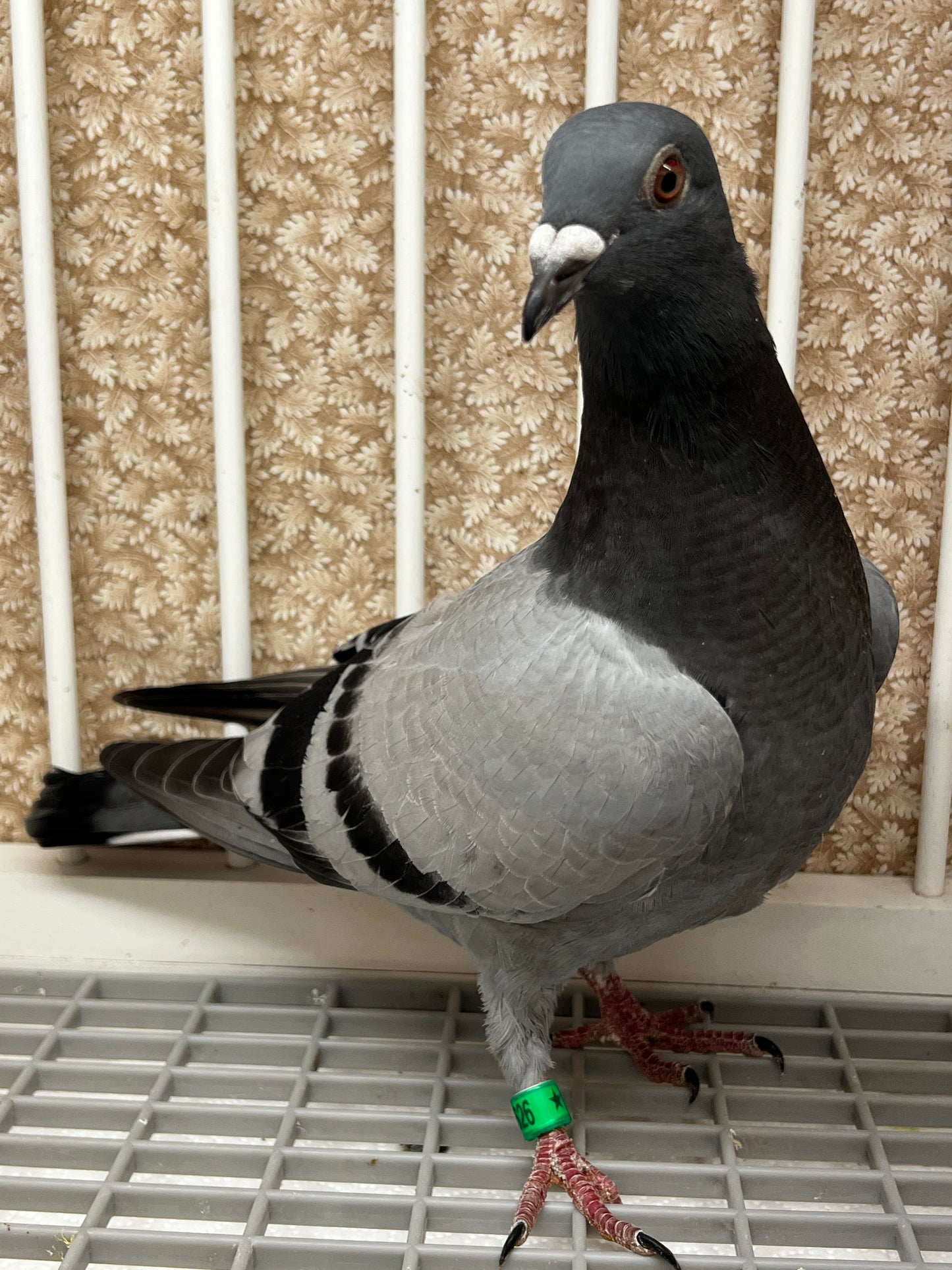 Houben Racing Pigeon (8626)