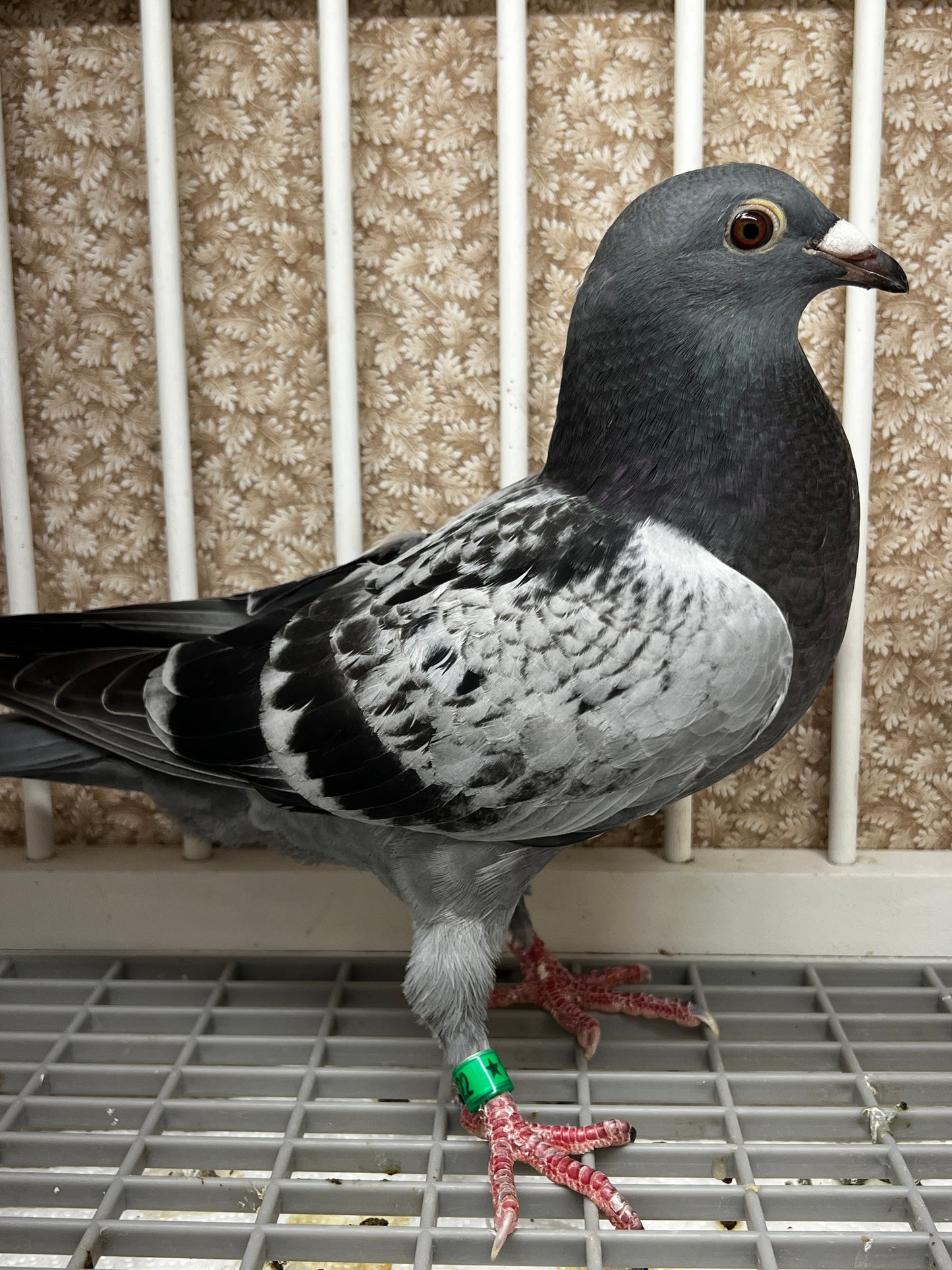 Racing Pigeon (8622)
