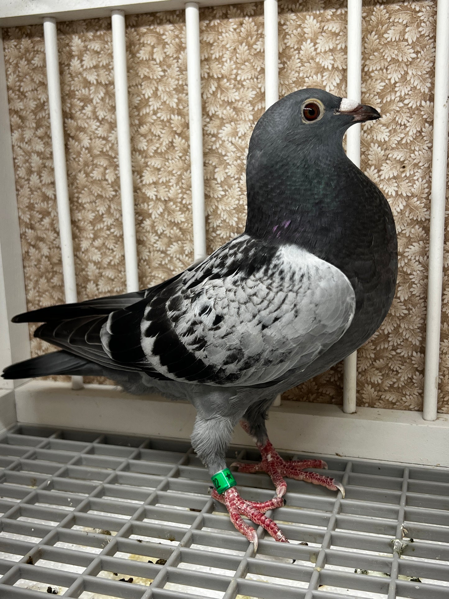 Racing Pigeon (8622)