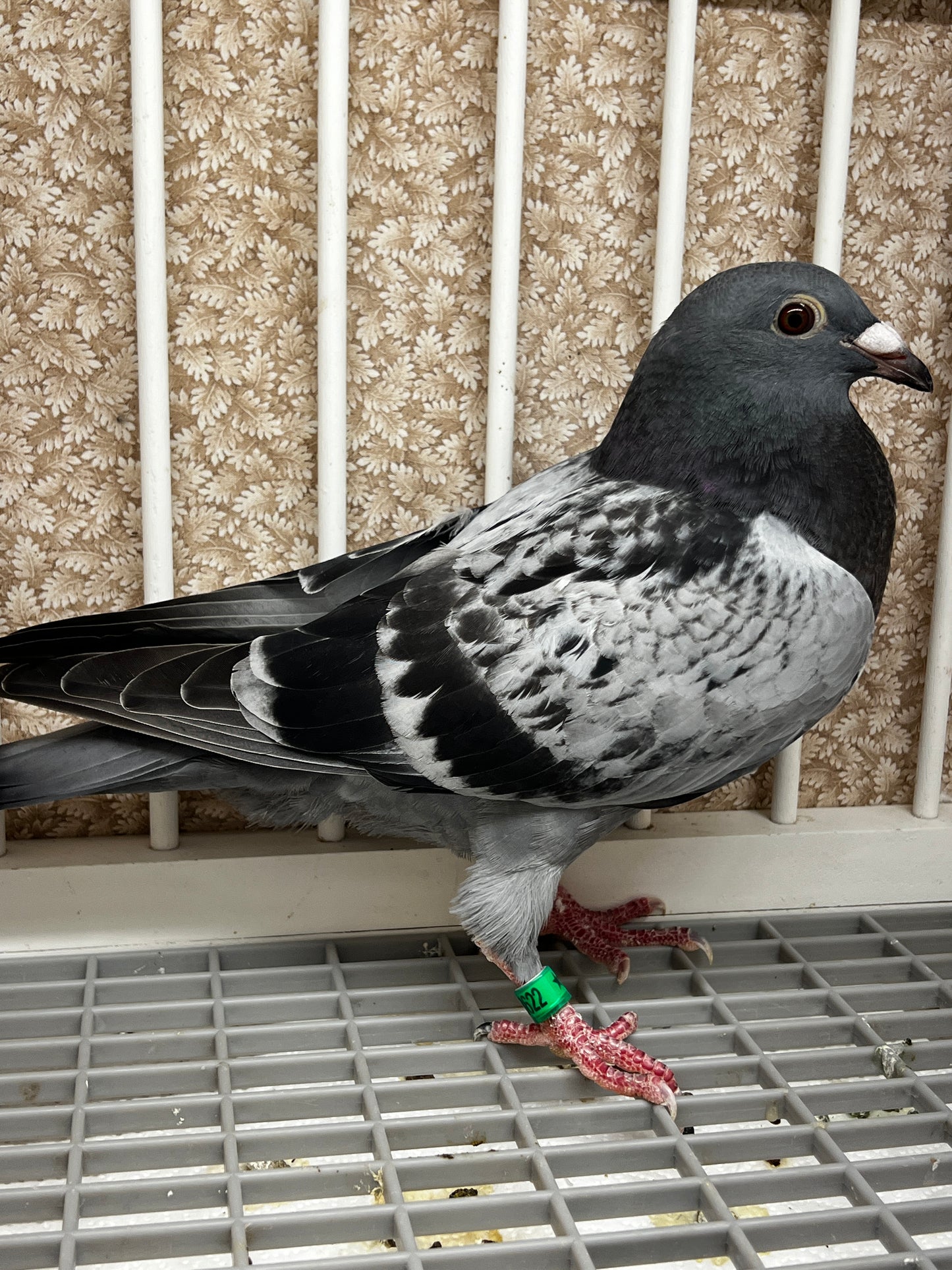 Racing Pigeon (8622)