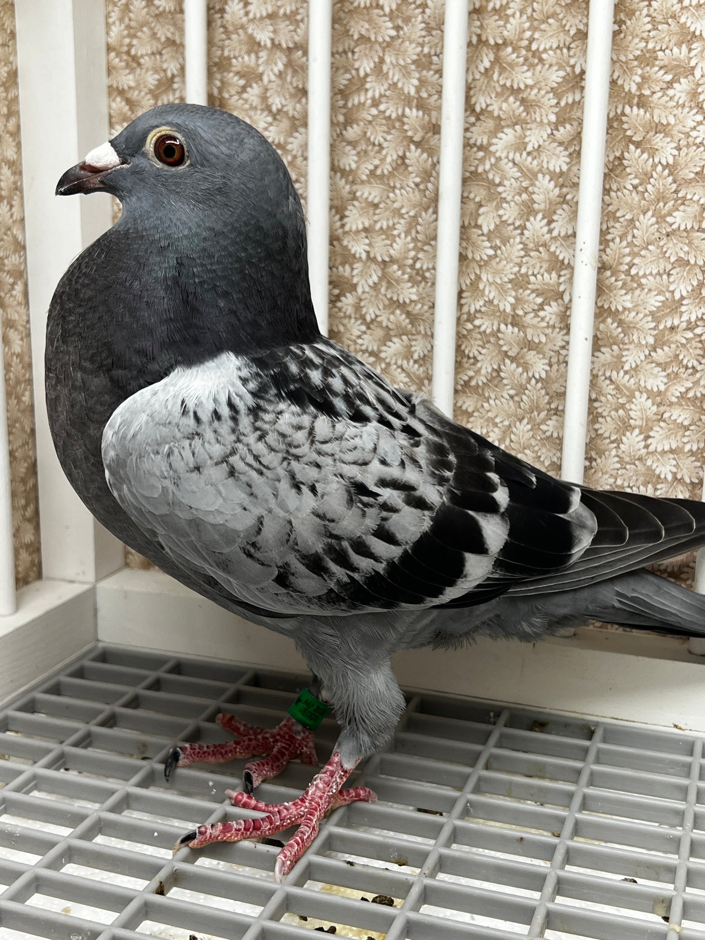 Racing Pigeon (8622)