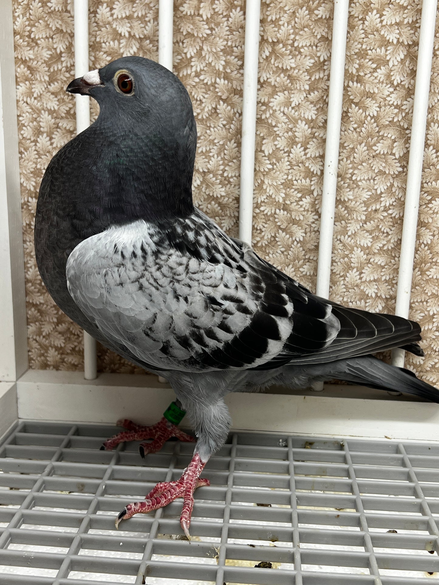 Racing Pigeon (8622)