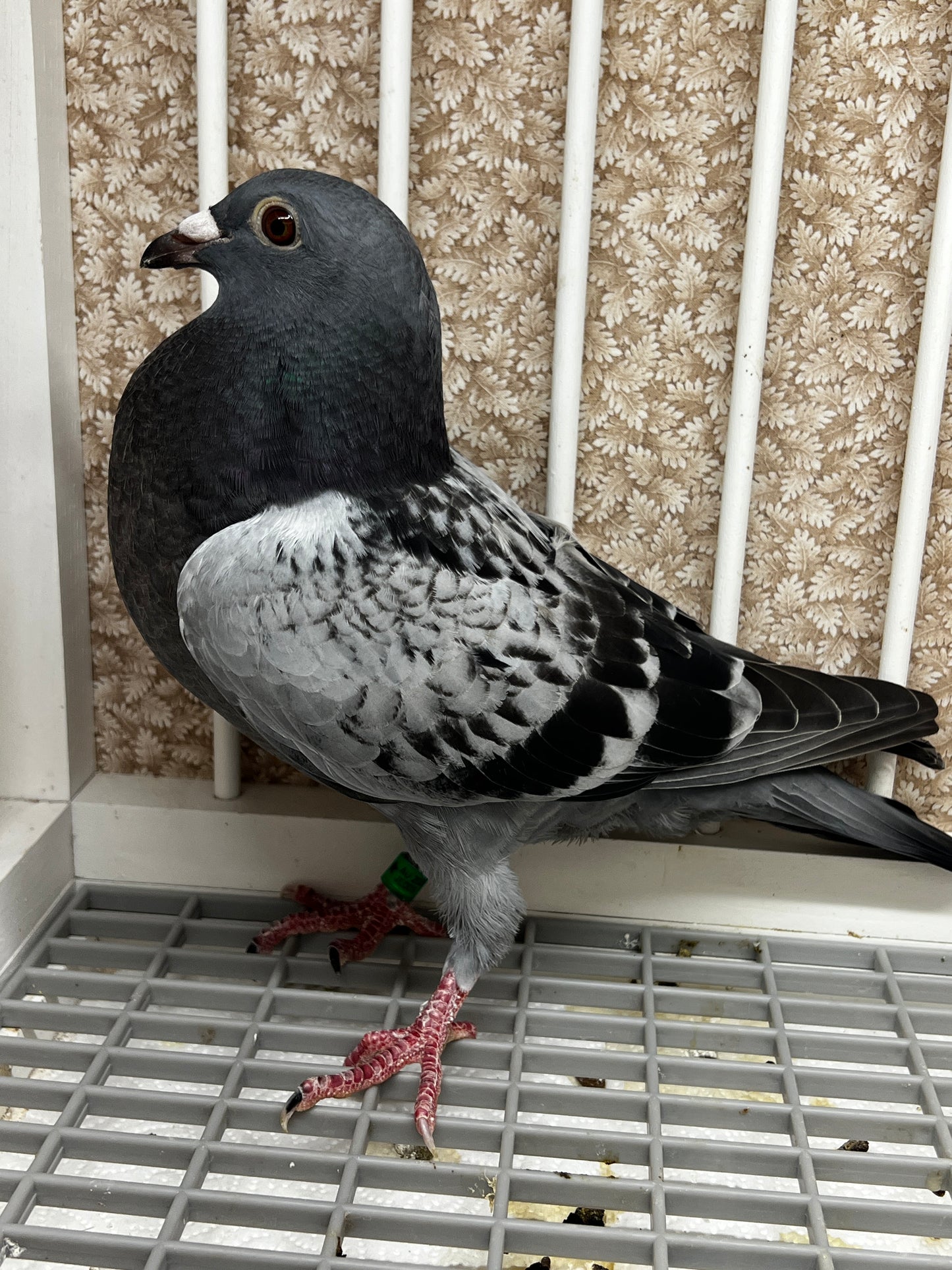 Racing Pigeon (8622)
