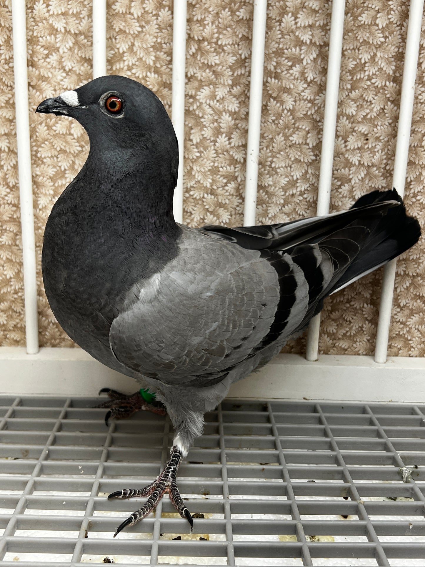 Houben Racing Pigeon (8625)