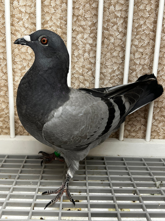 Houben Racing Pigeon (8625)