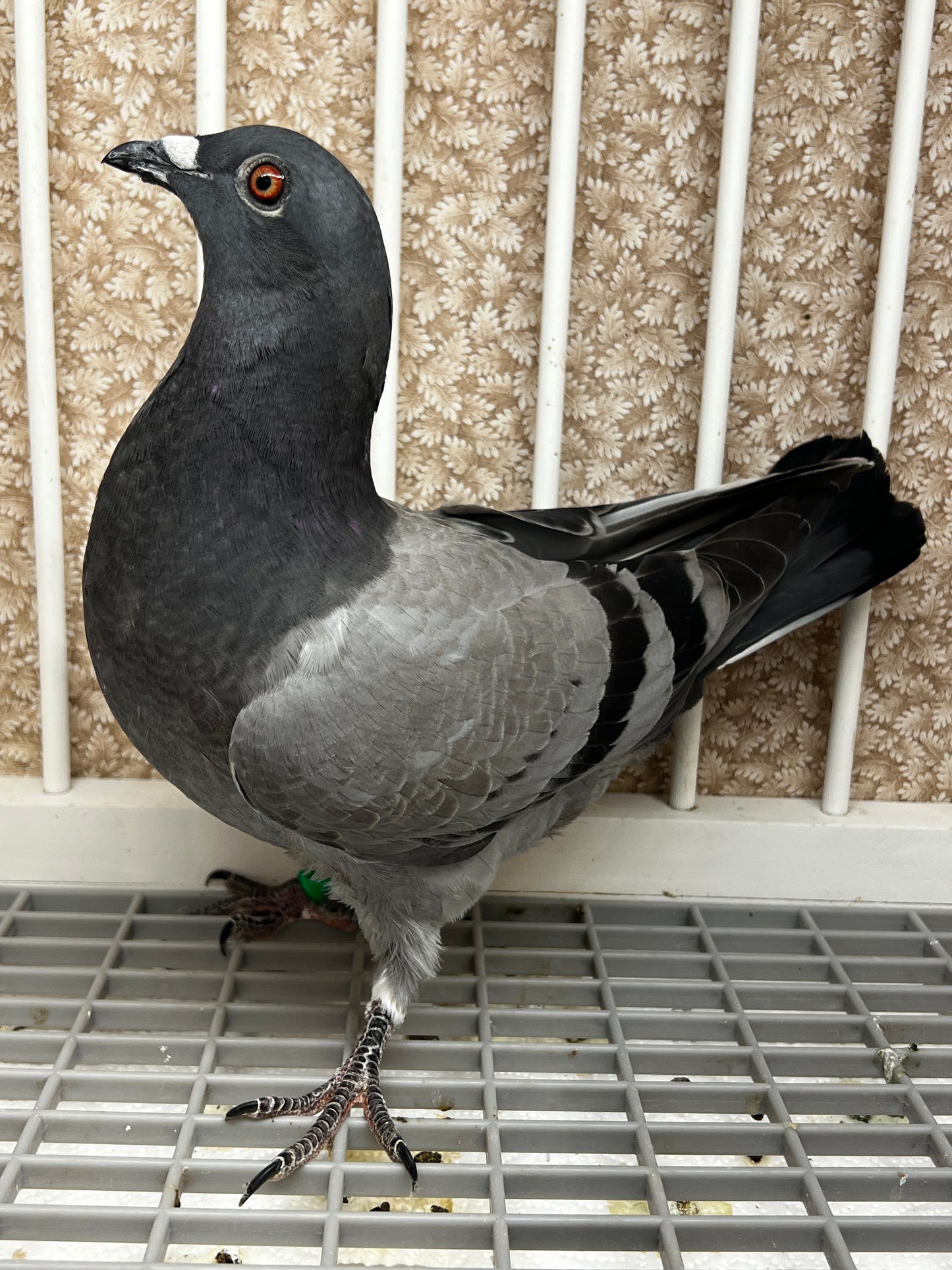 Houben Racing Pigeon (8625)