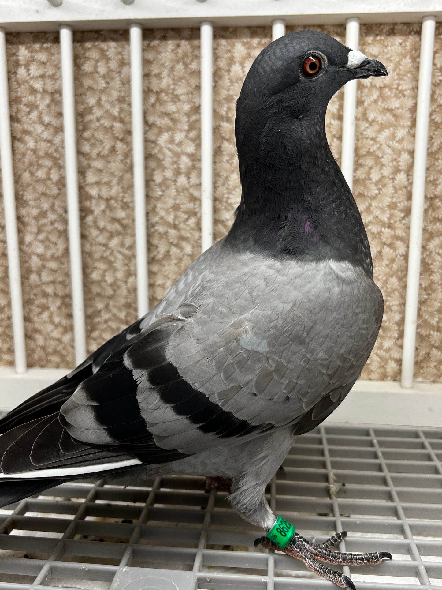 Houben Racing Pigeon (8625)