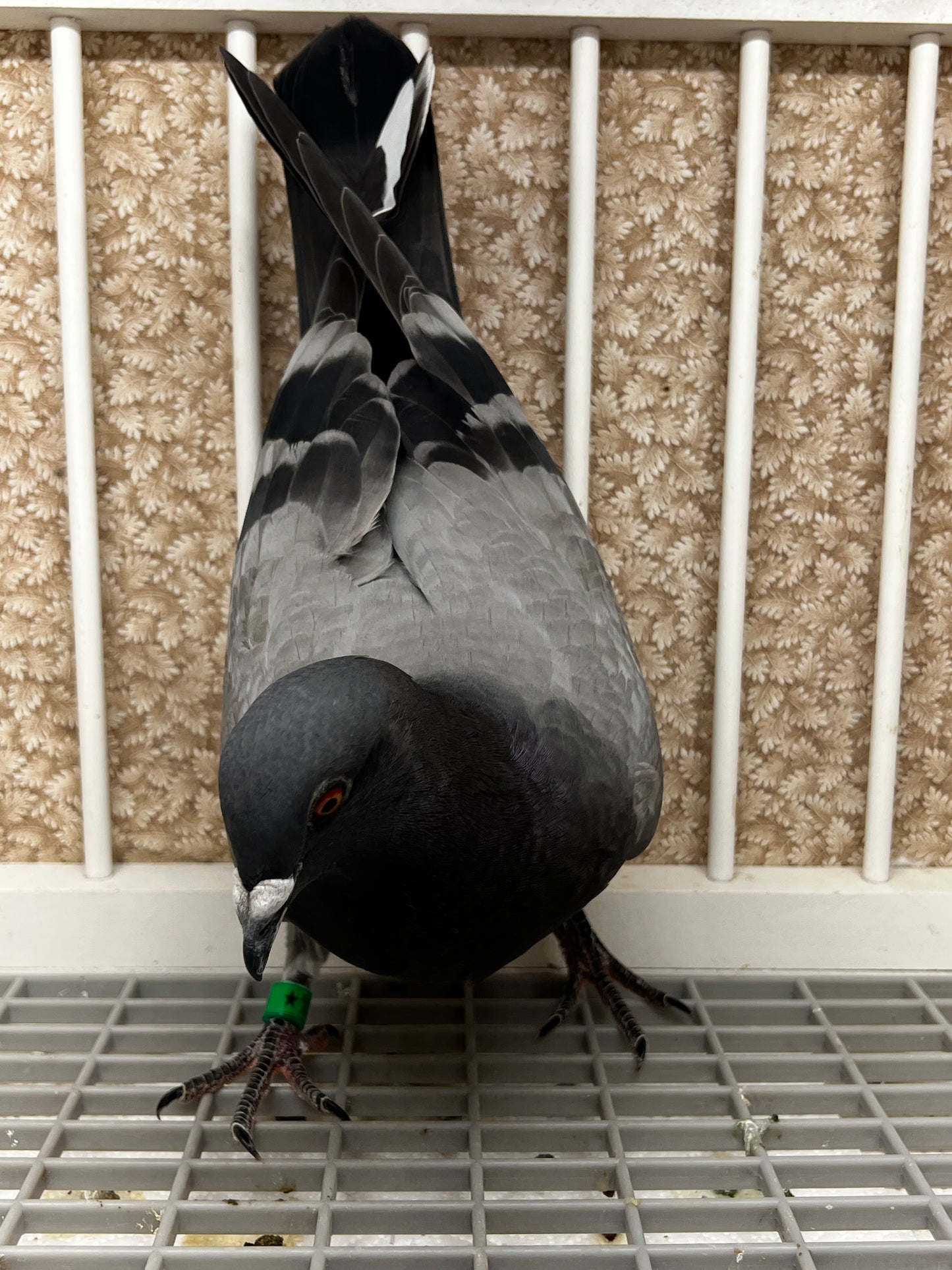 Houben Racing Pigeon (8625)
