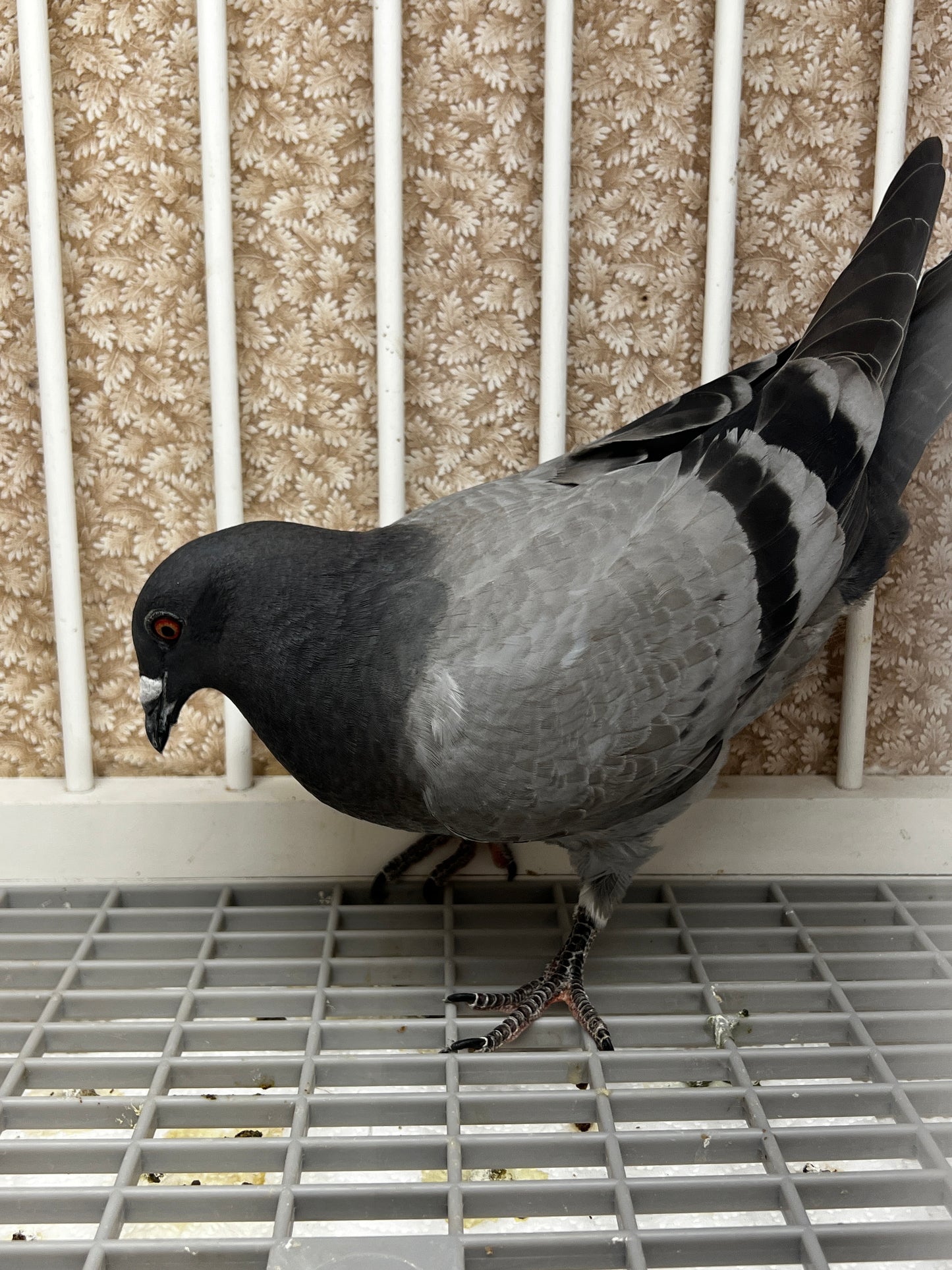 Houben Racing Pigeon (8625)