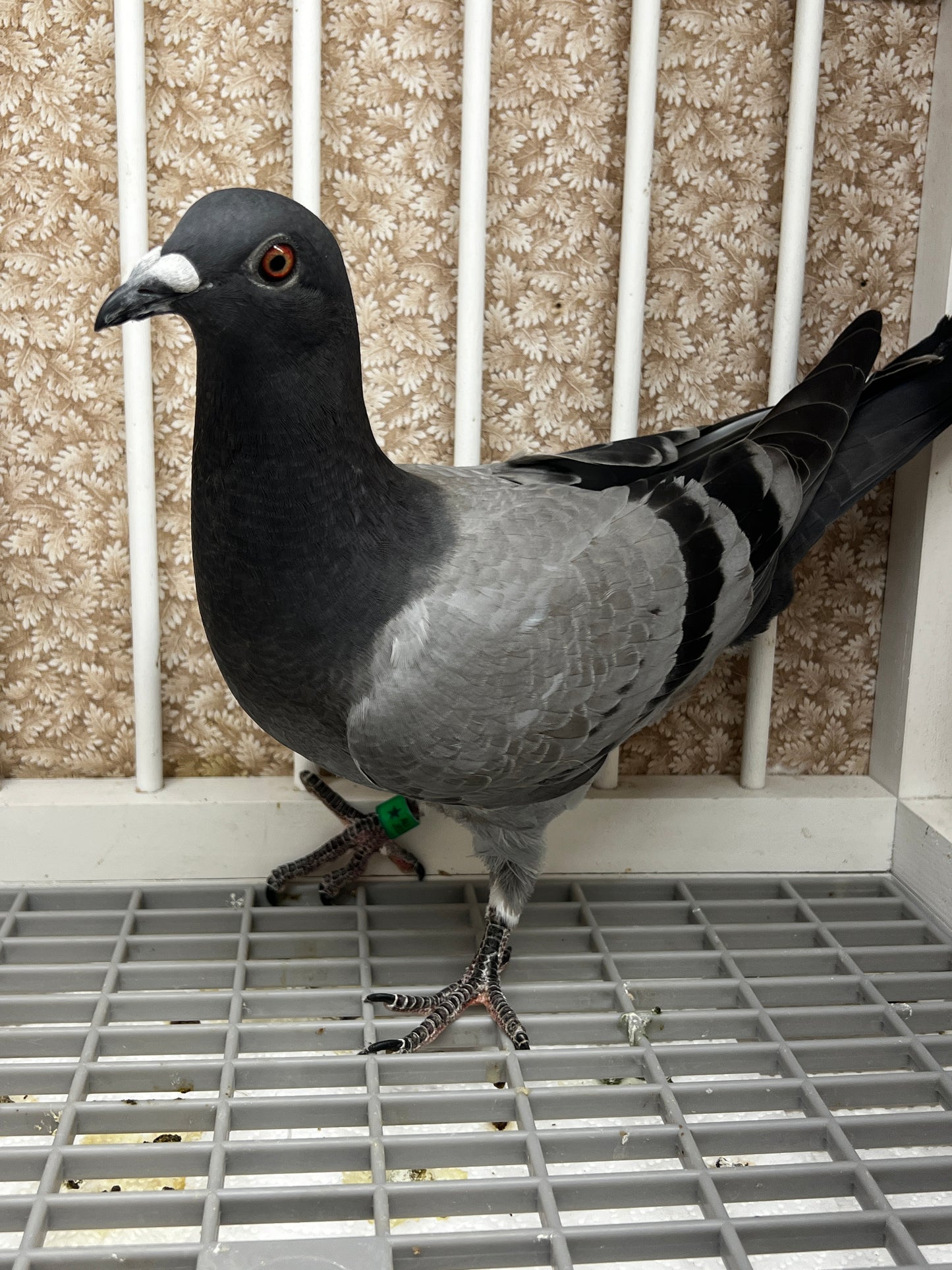 Houben Racing Pigeon (8625)