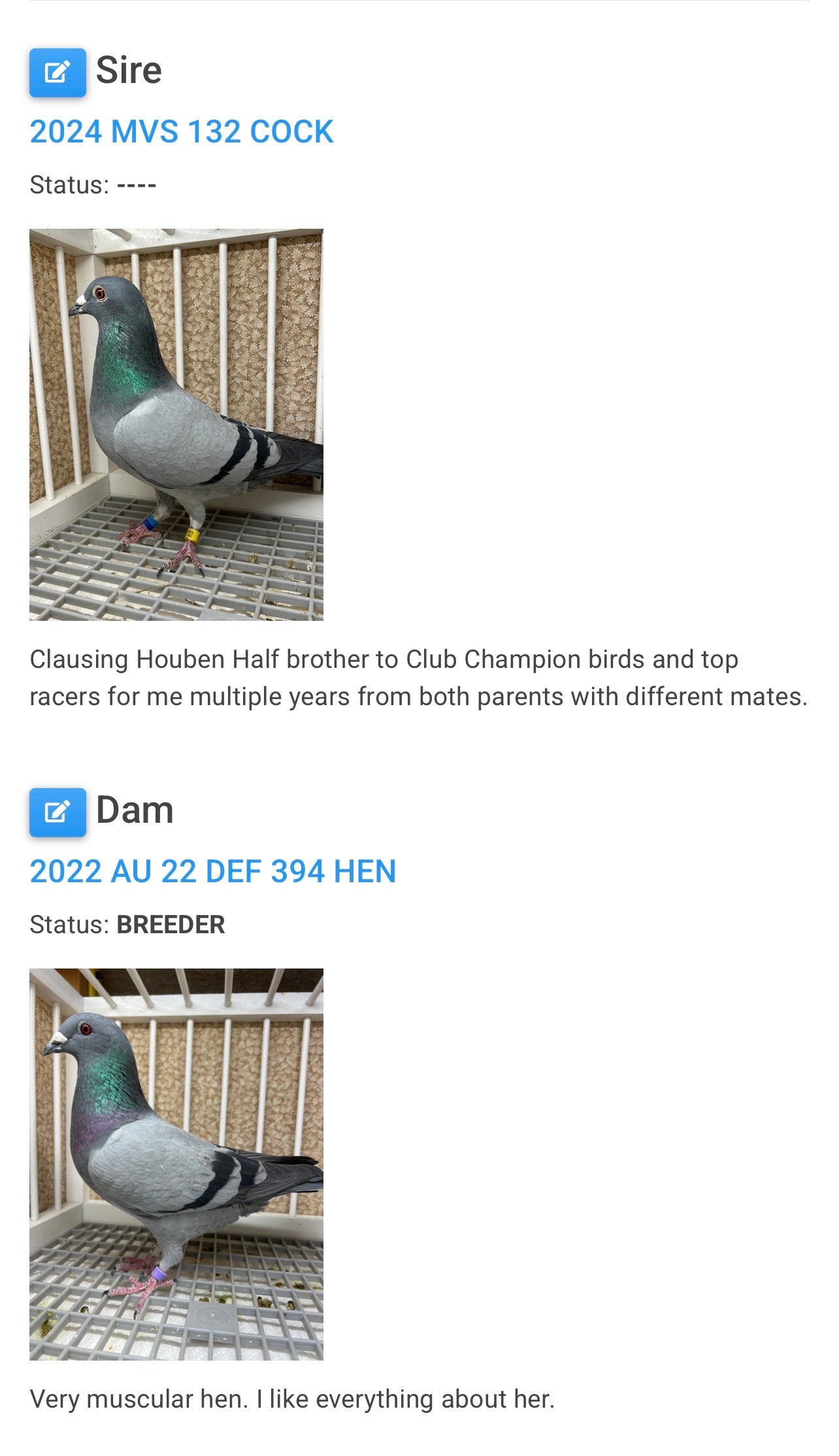 Houben Racing Pigeon (8625)